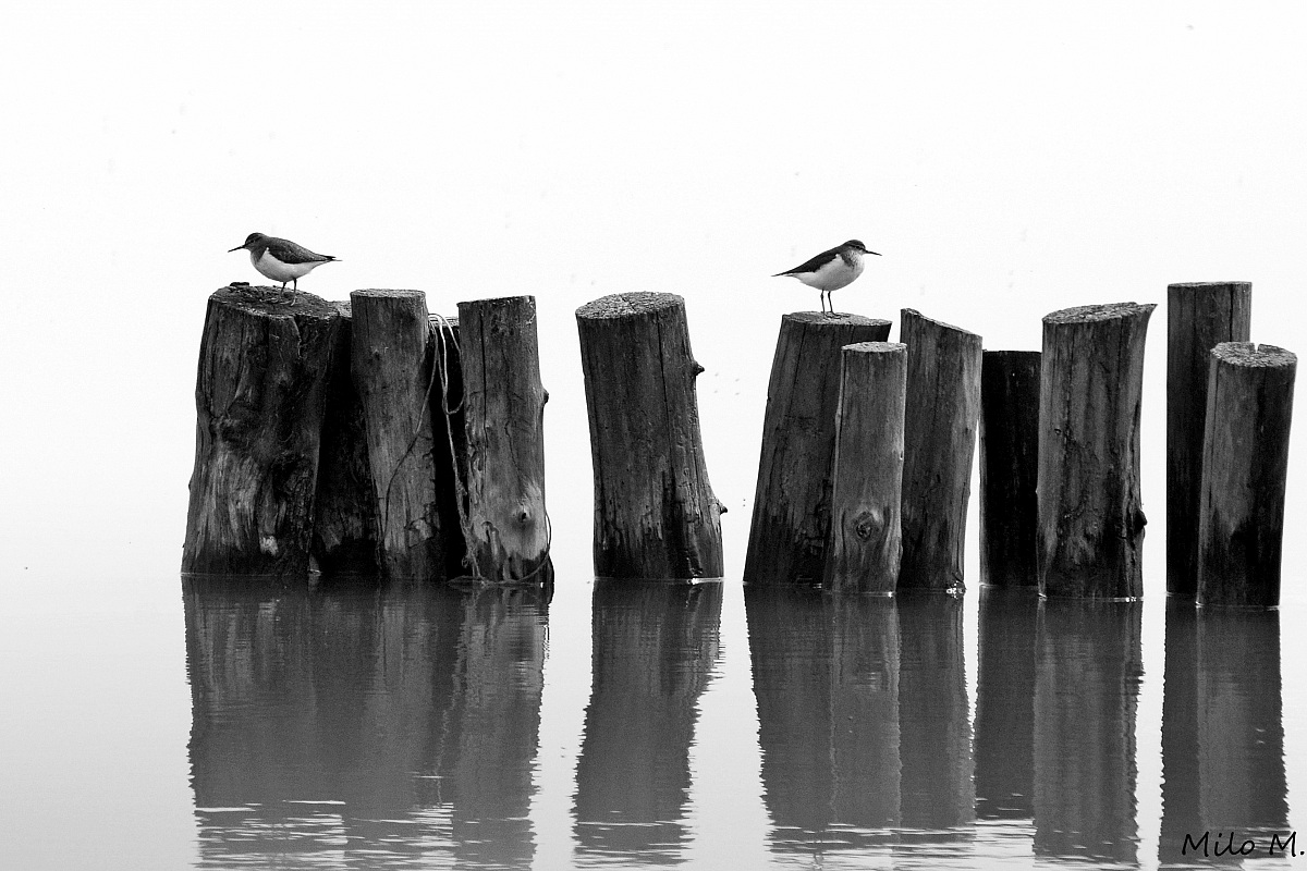 Piro Piro piccoli  " ognuno per la sua strada..."