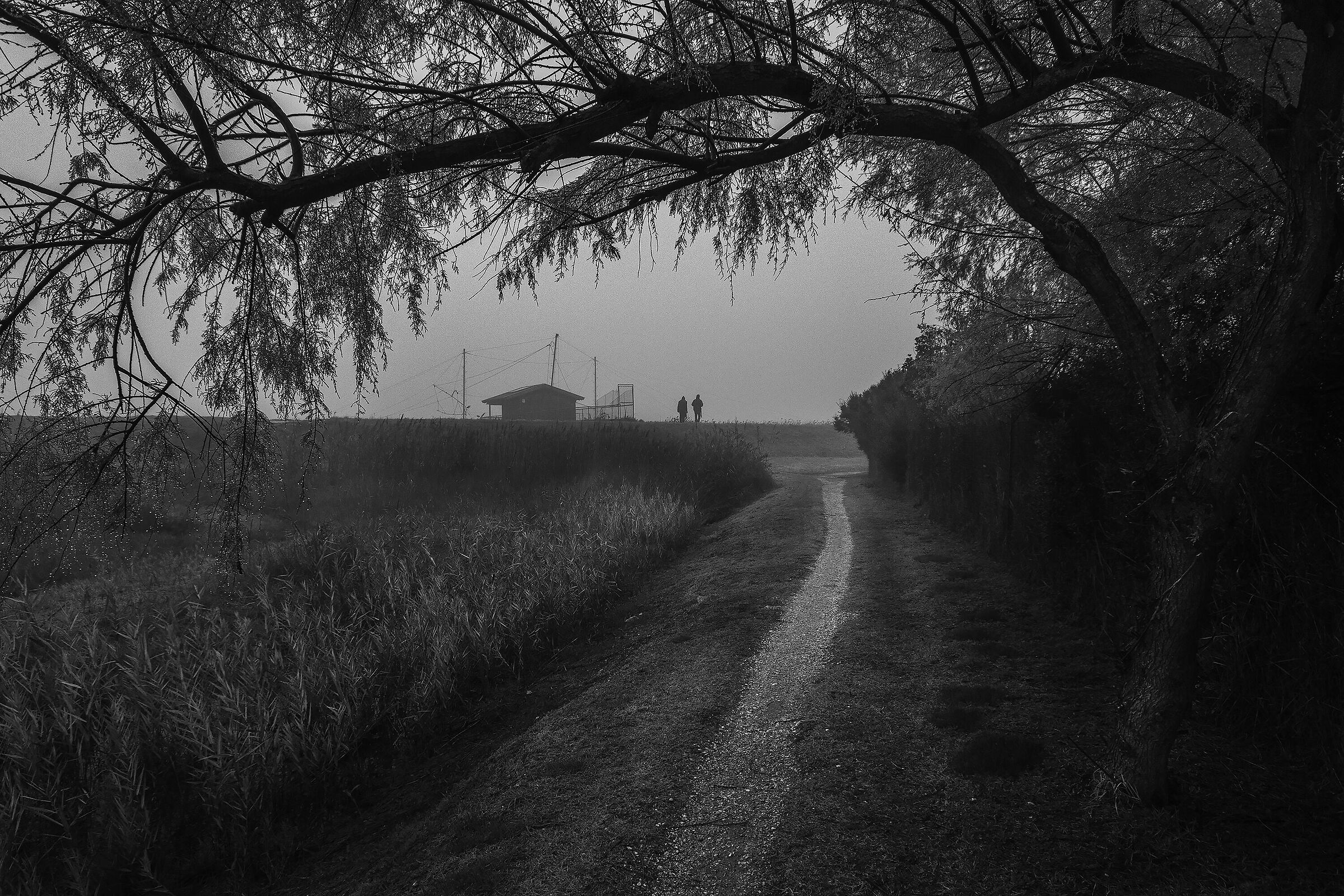 incontri nella nebbia