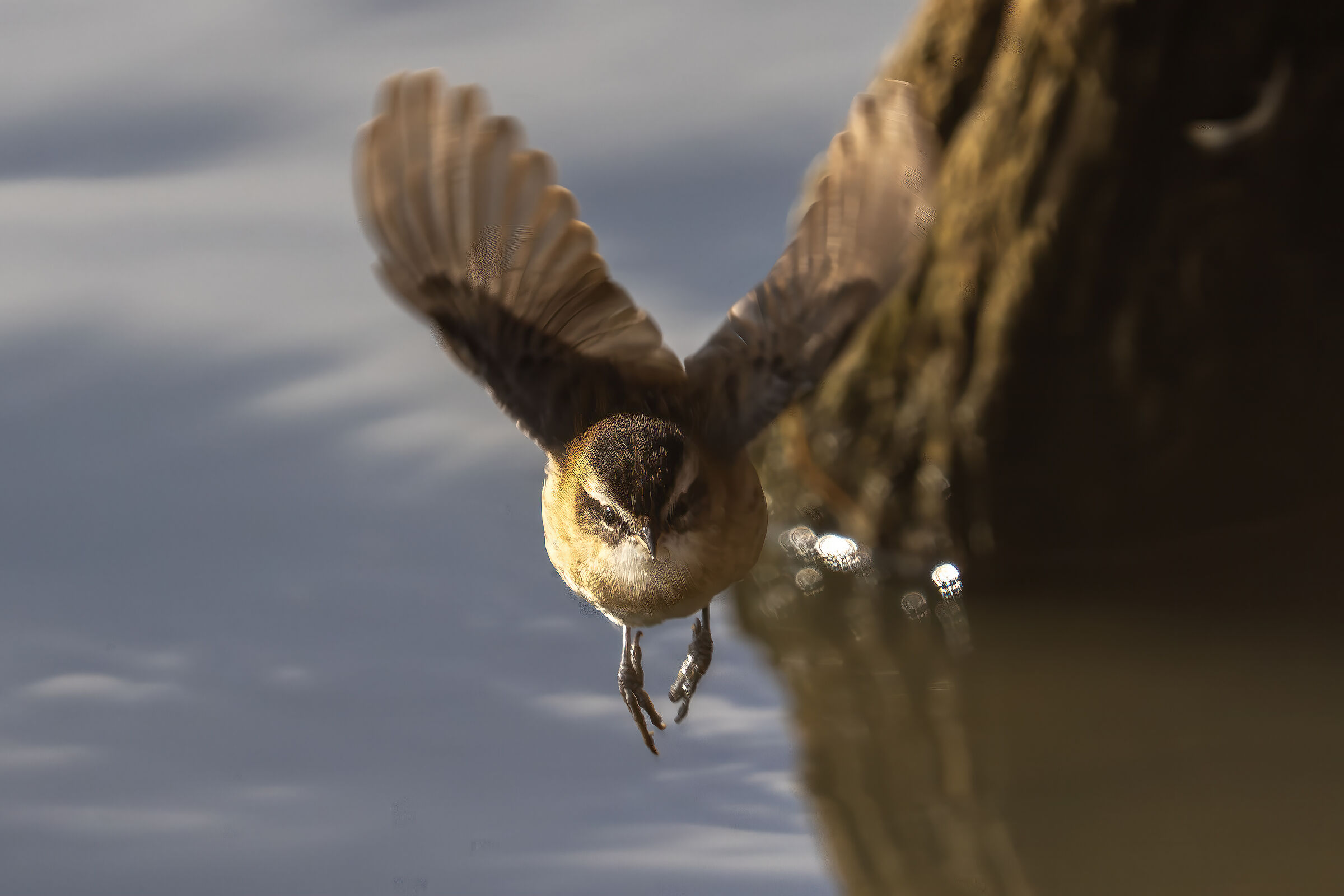 Forapaglie castagnolo