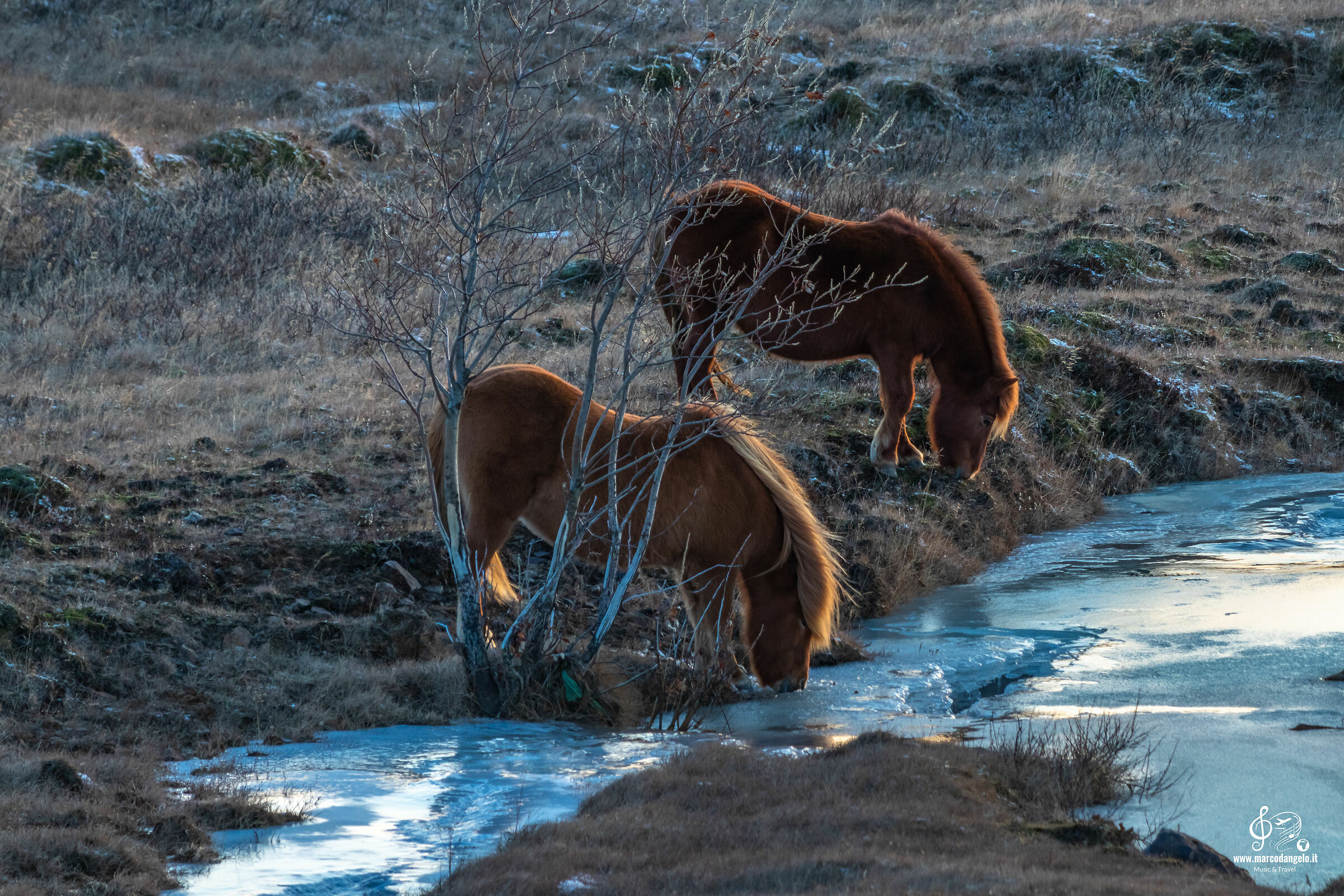 Icelandic horses