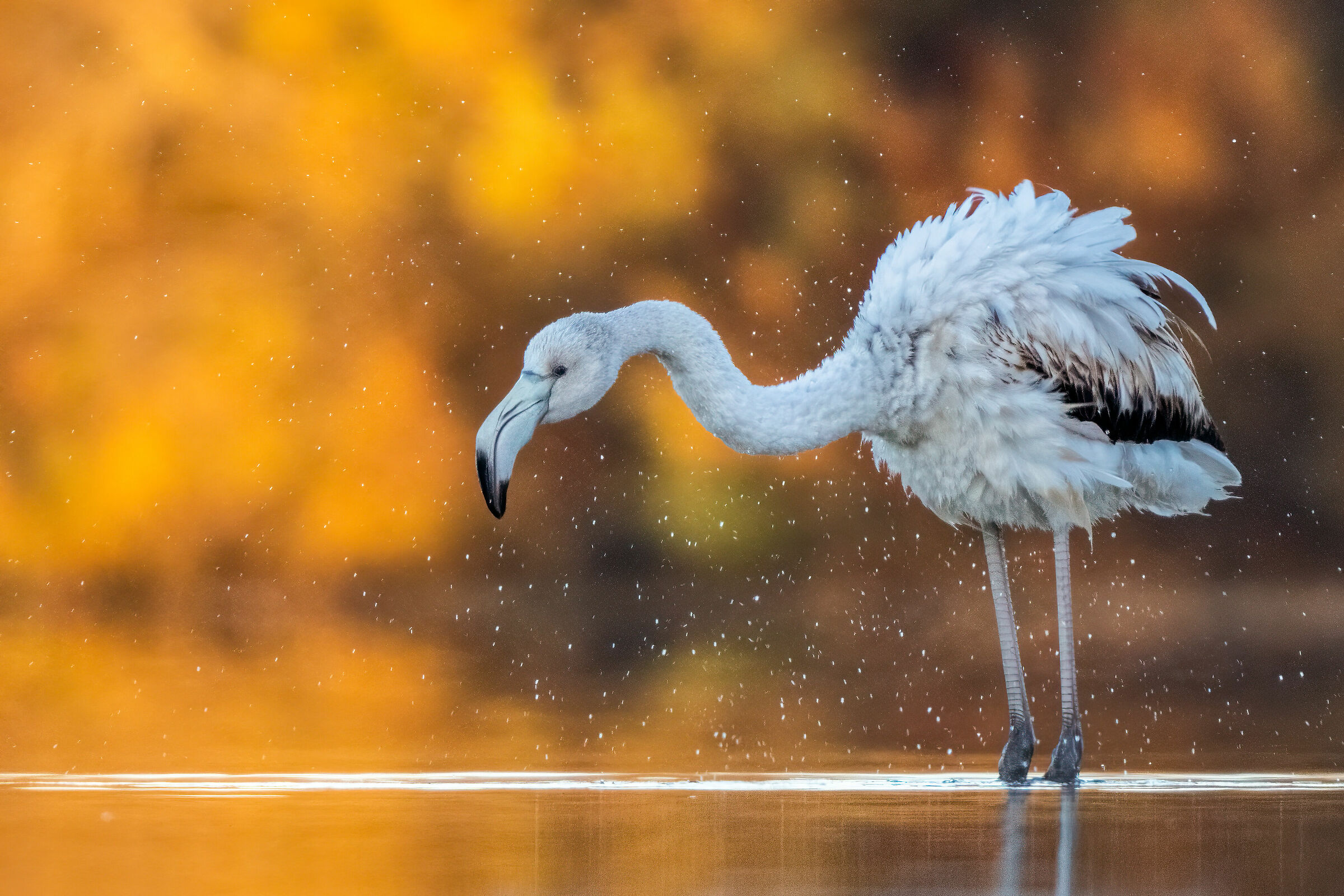 Fenicottero rosa (Phoenicopterus roseus)