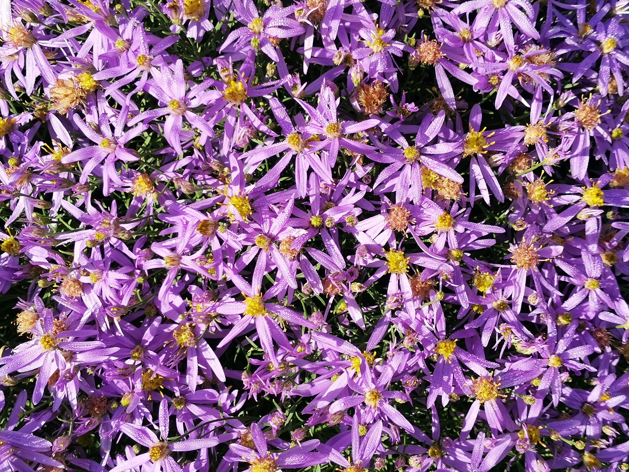 I wish you a caress on the face for each petal ........