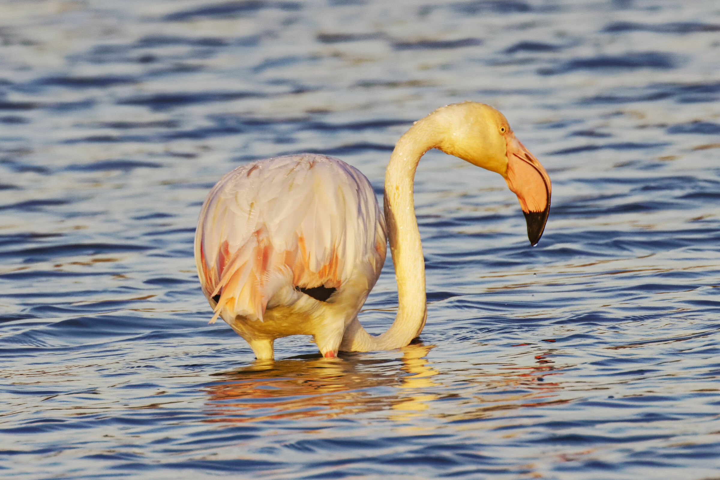 Pink flamingo