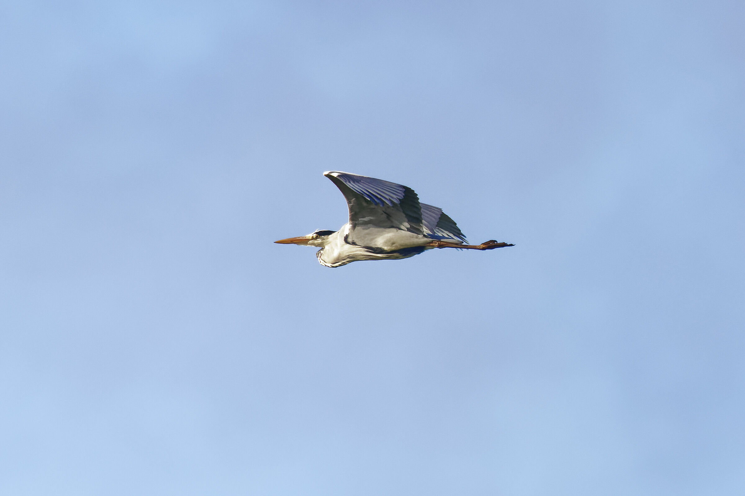 Grey heron in flight