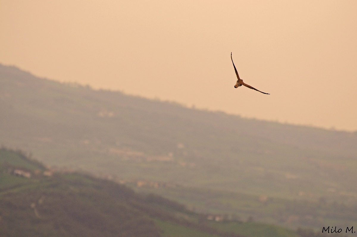 L eleganza ... Gheppio