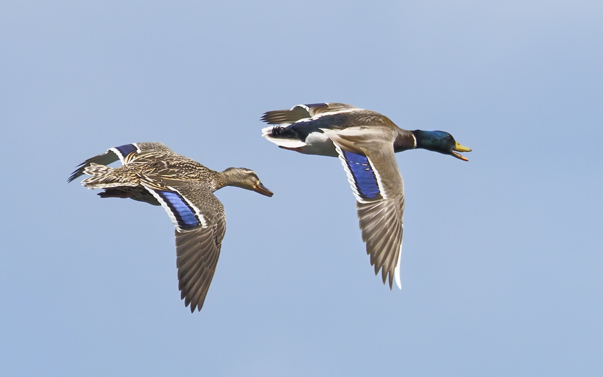 Mallards
