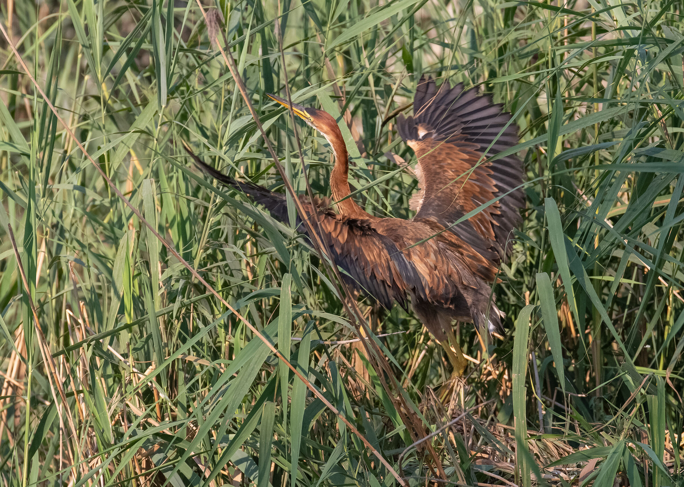 giovane airone rosso