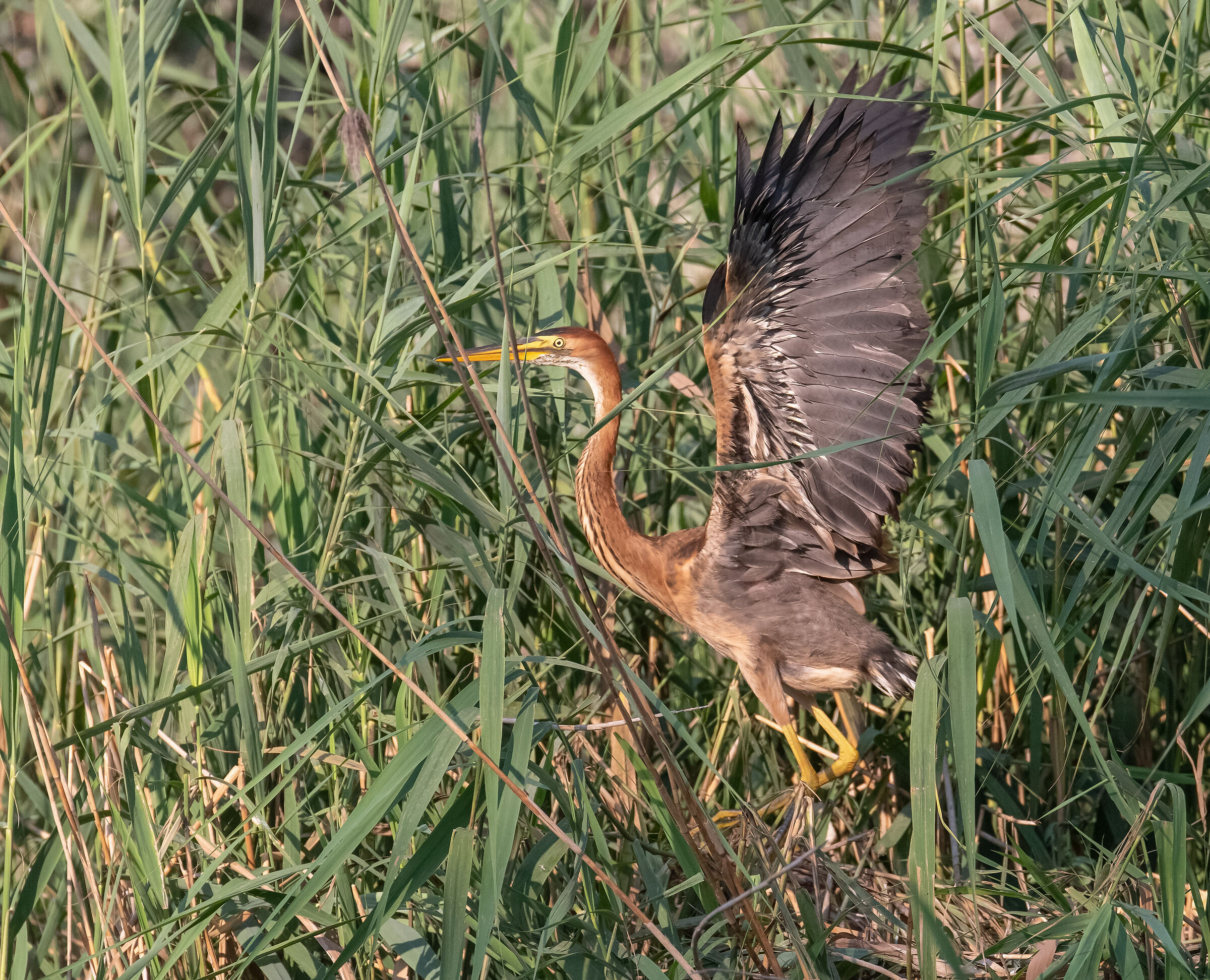 giovane airone rosso