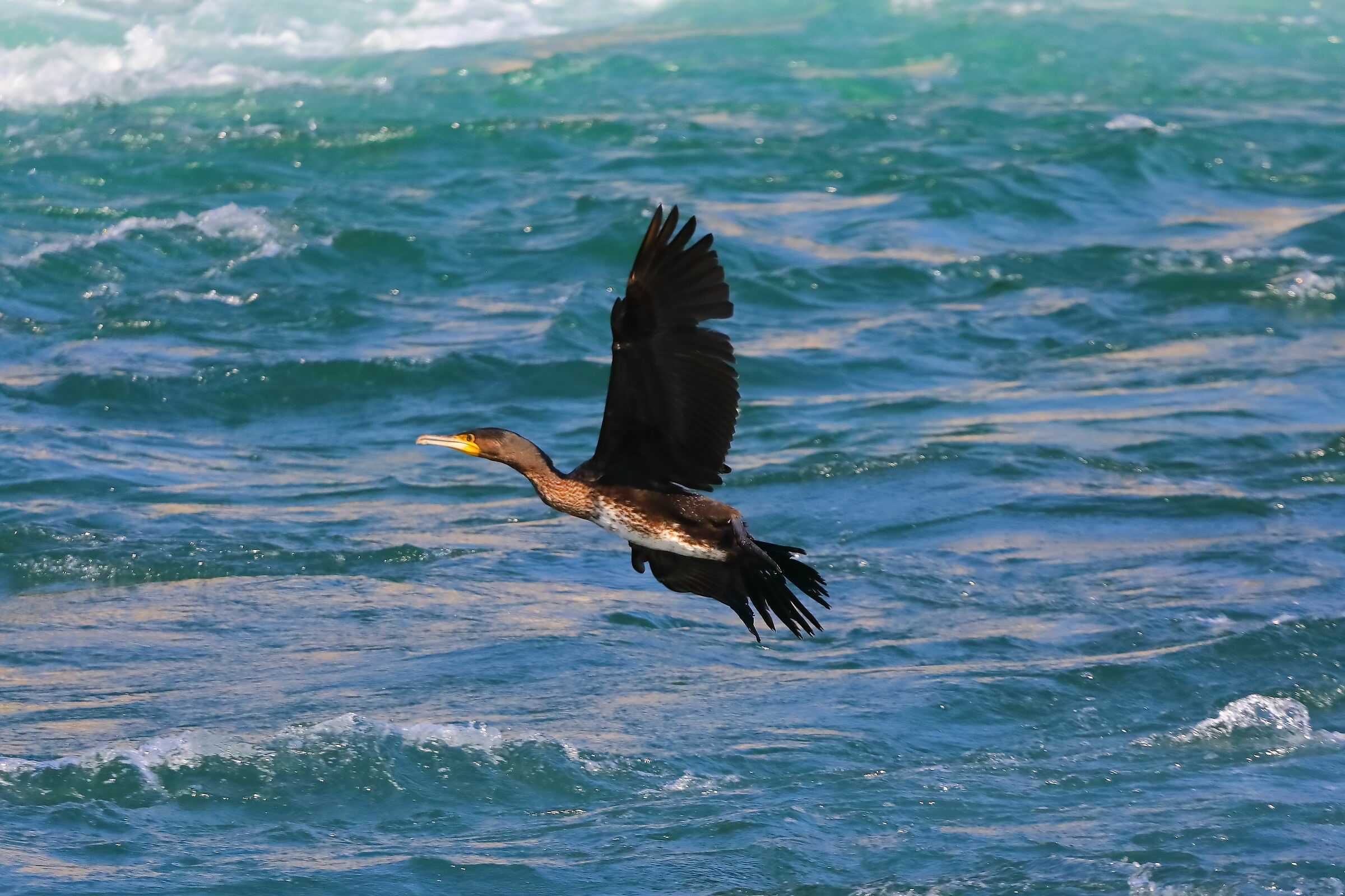 Cormorant 28-09-2023