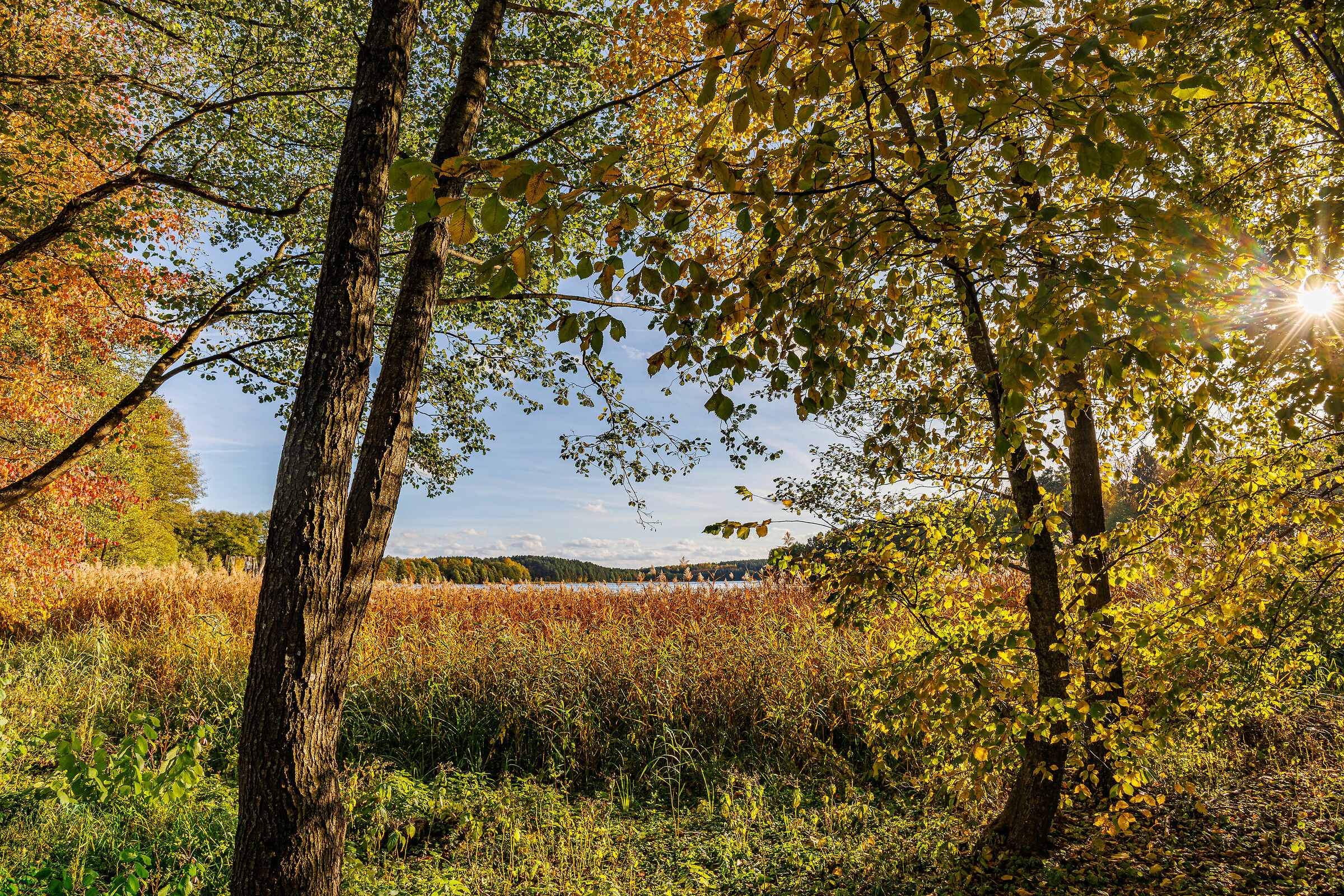 Forest Lake