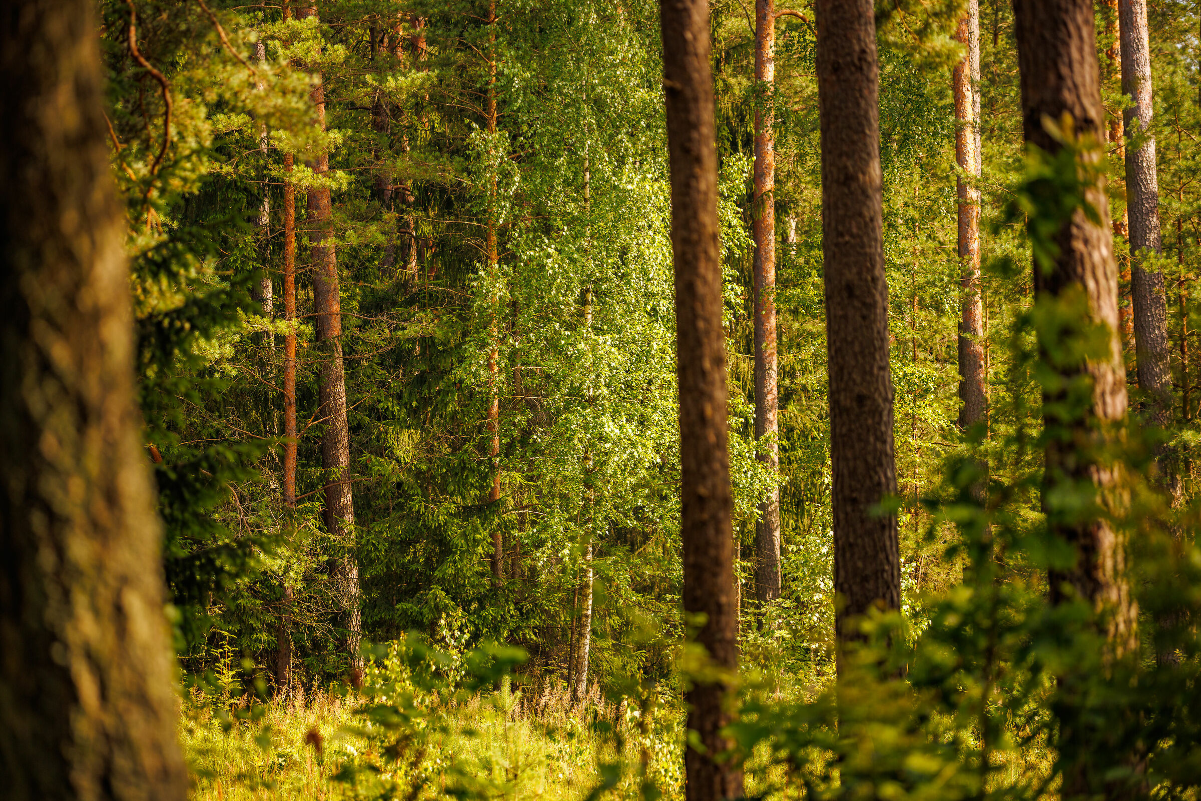 Forest Behind the Trees