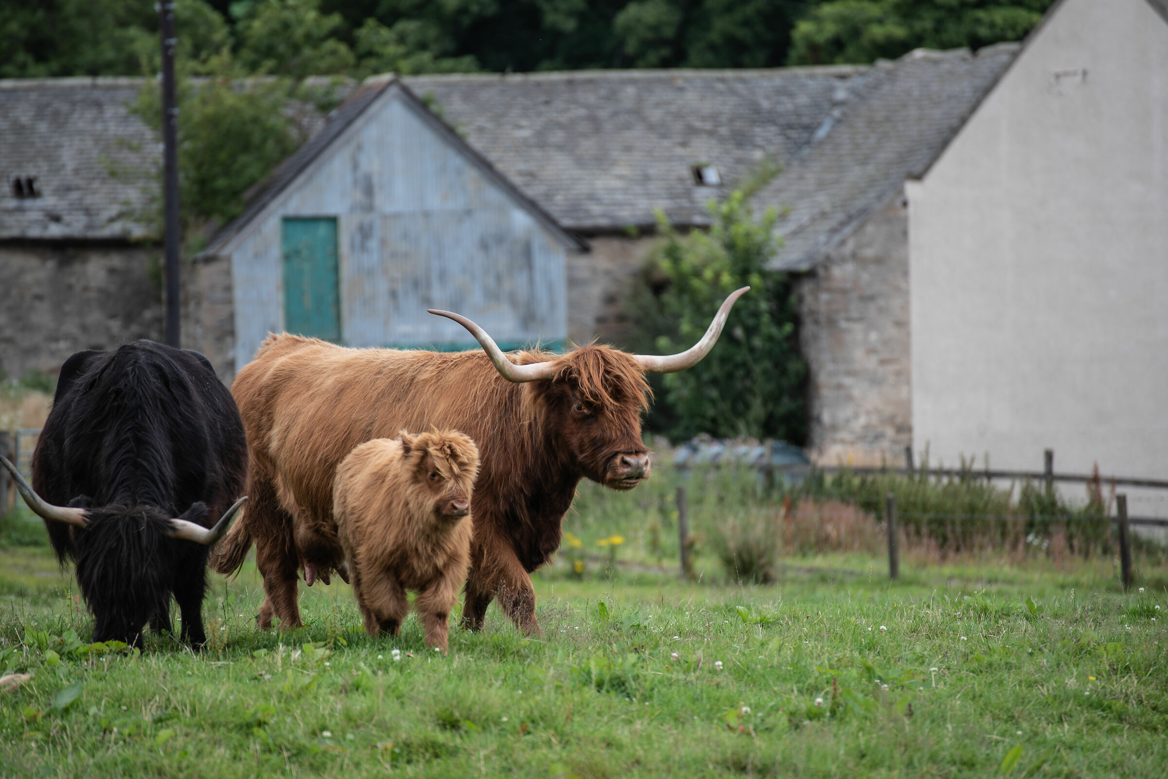 Highlander (razza bovina)