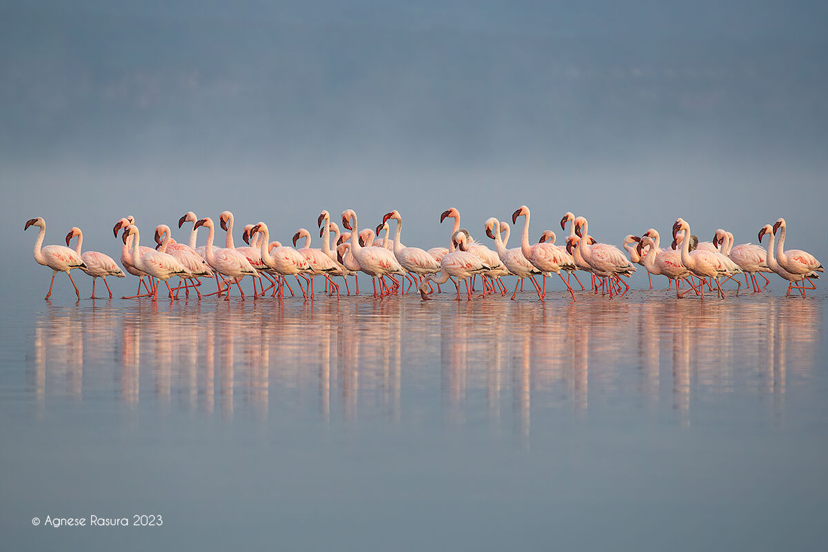 Flamingoes