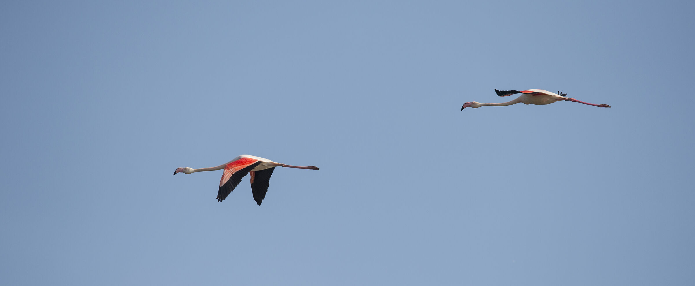 Pink flamingos in flight