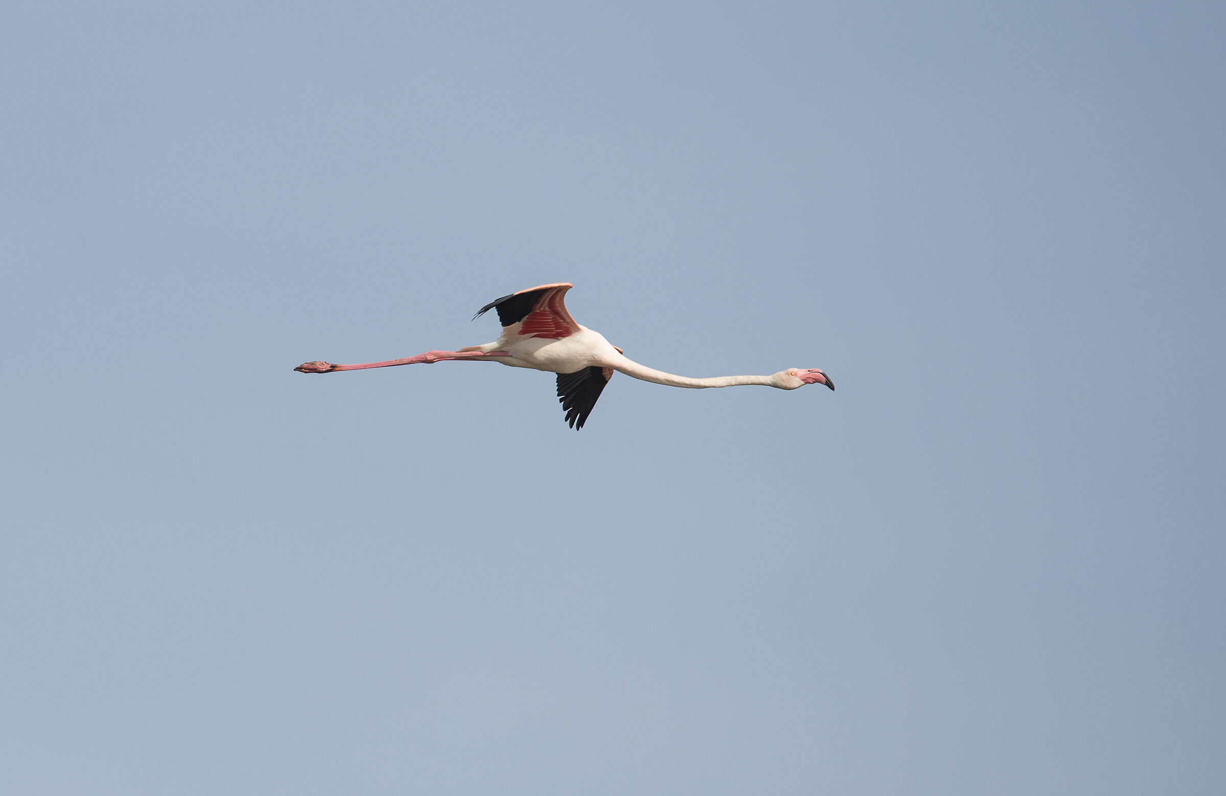 Pink flamingo in flight