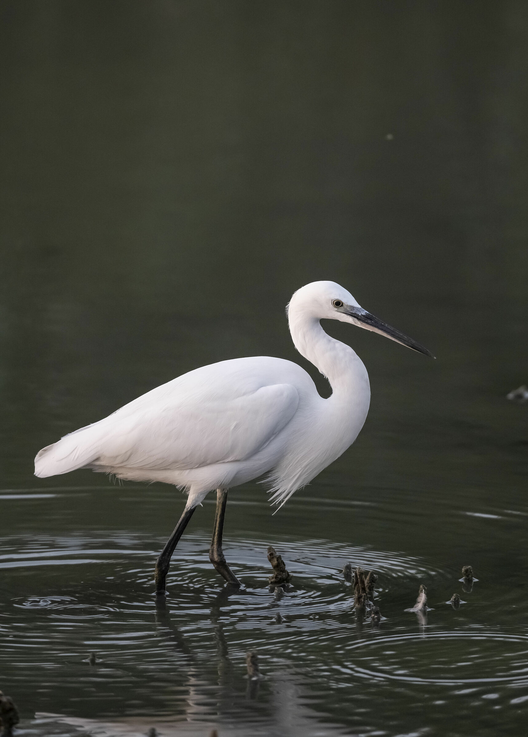 Egret