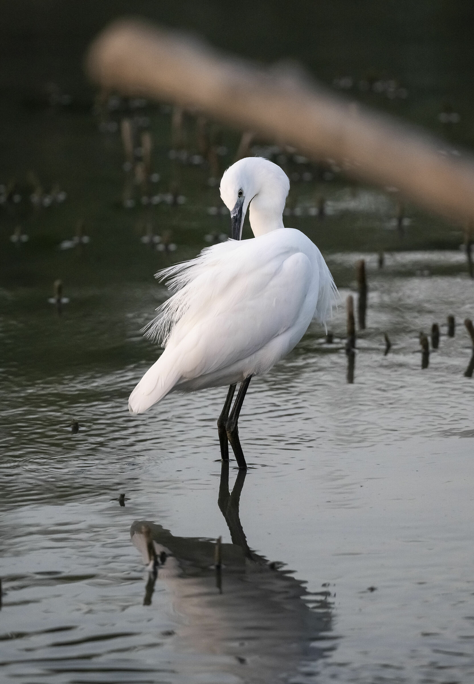 Egret... toilet