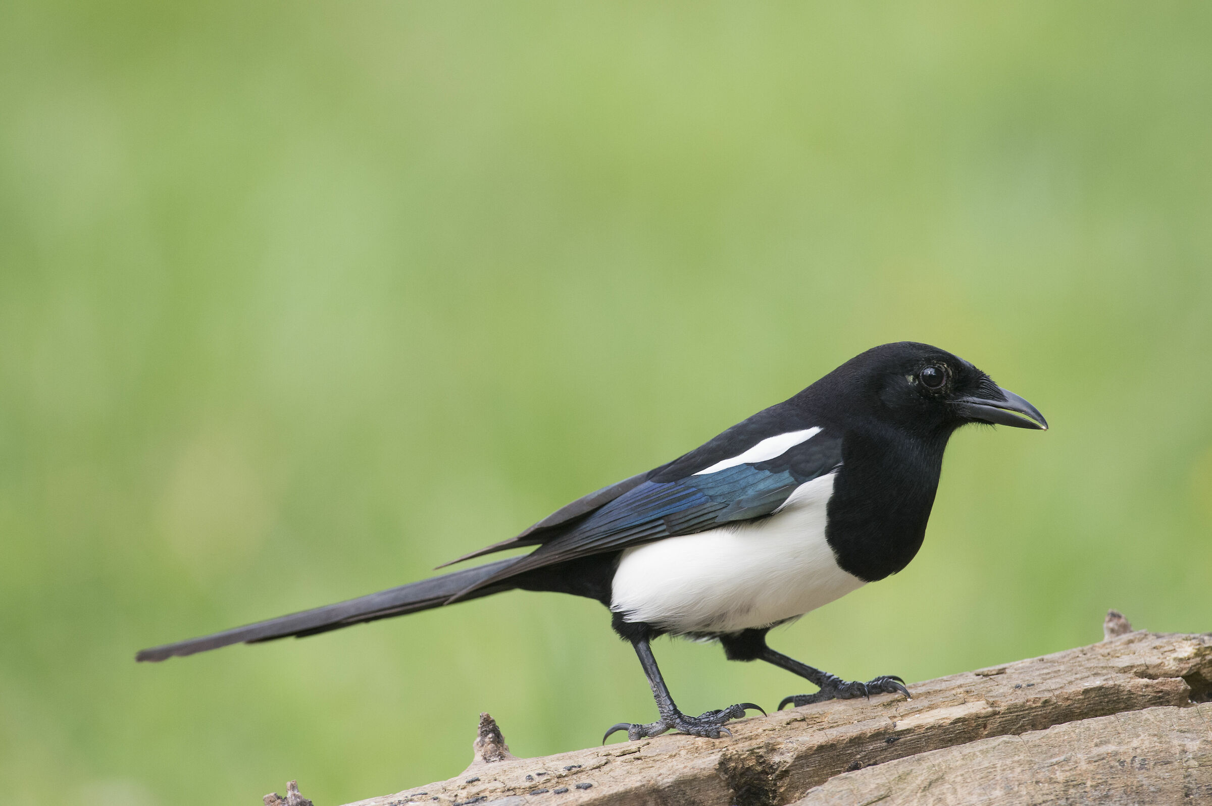 Magpie Thief