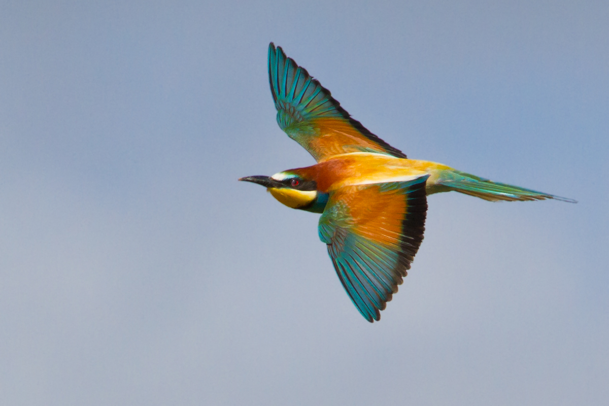 Bee-eater in flight