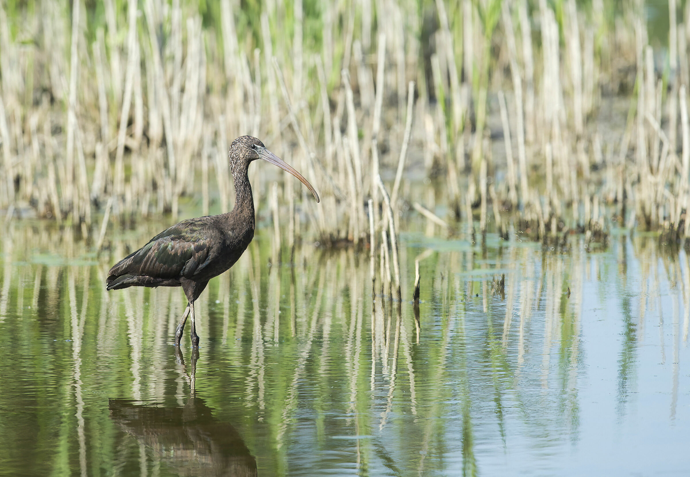 Glossy ibis