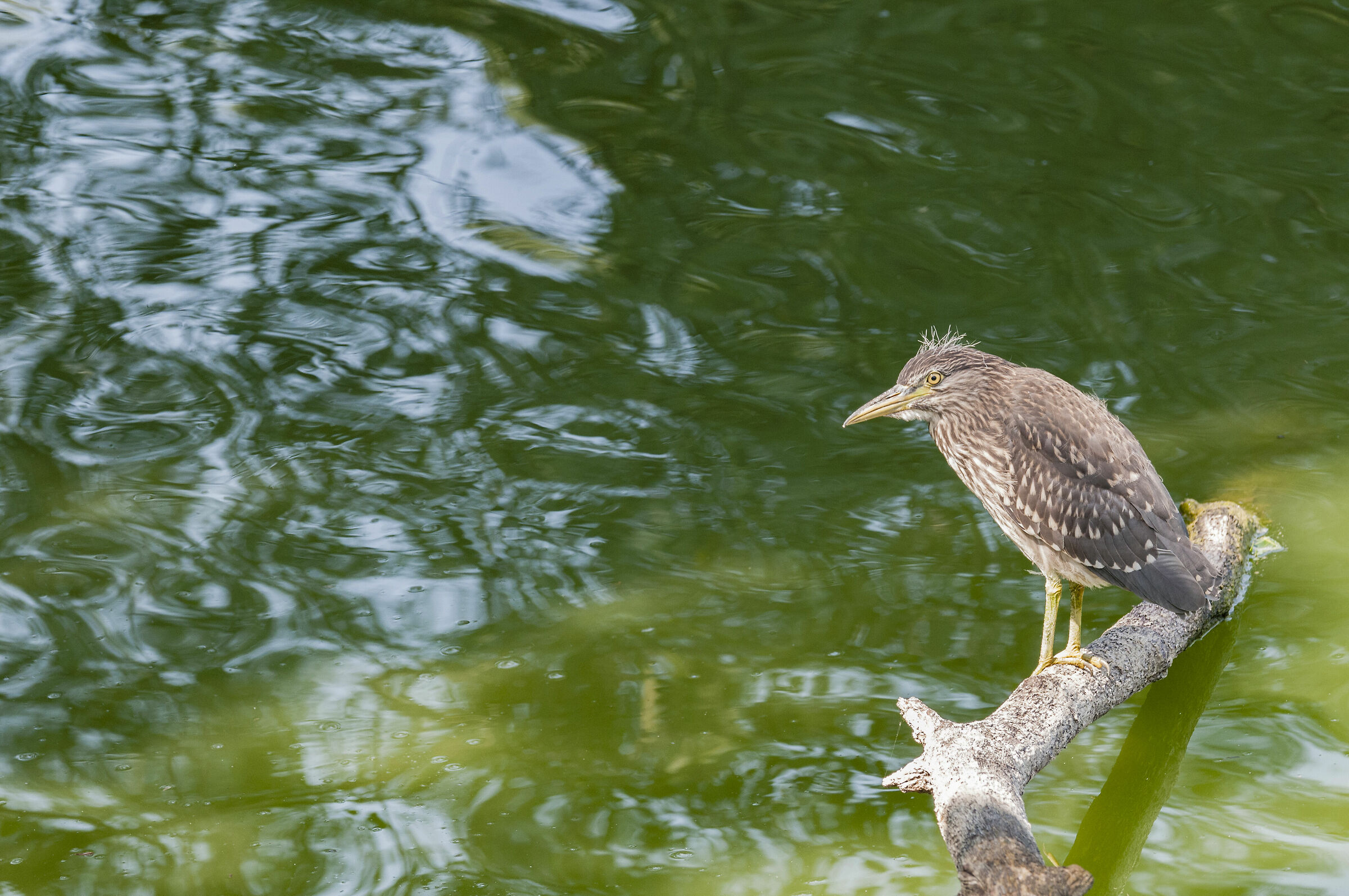 Night Night 2 (young)