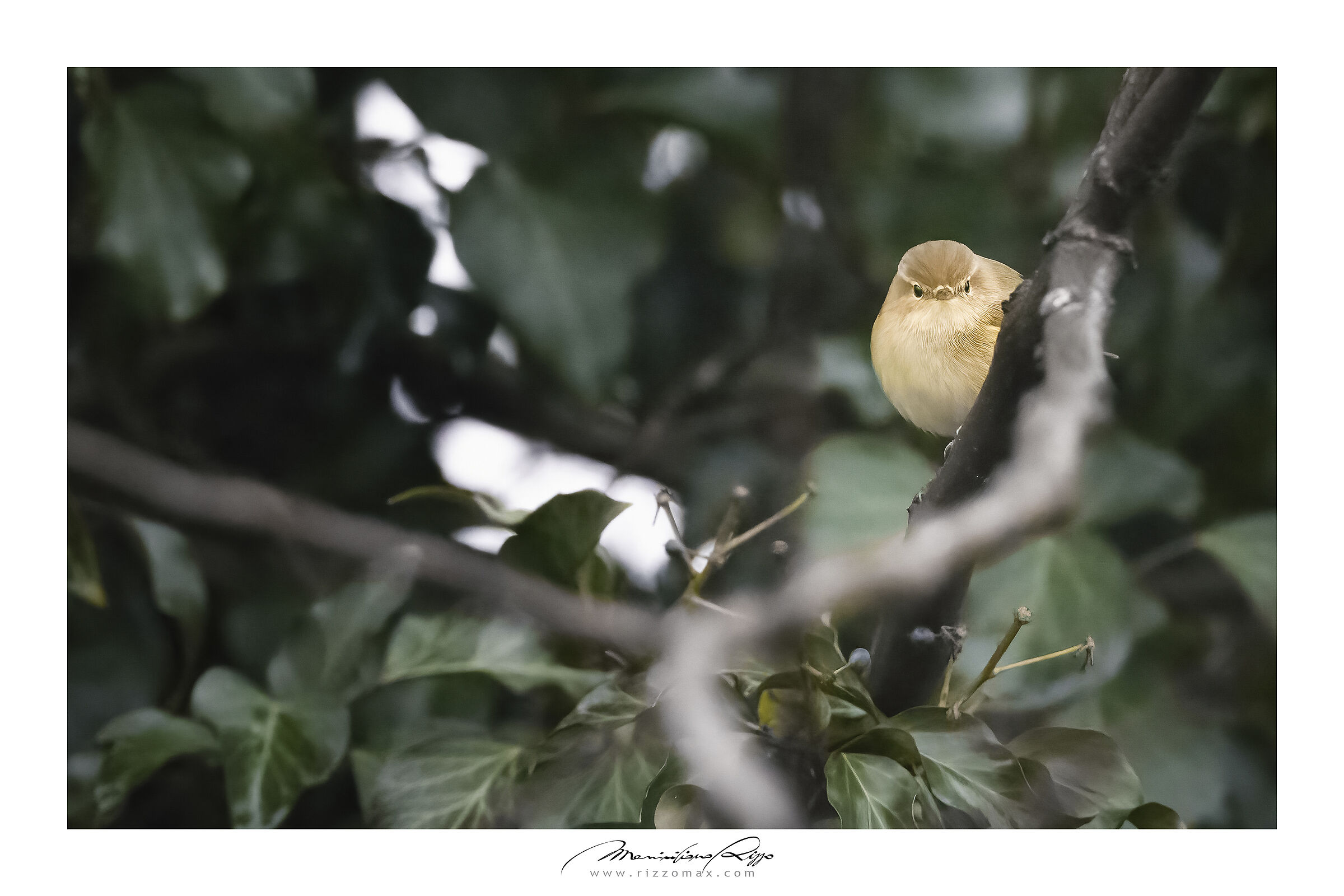 luì piccolo e timido