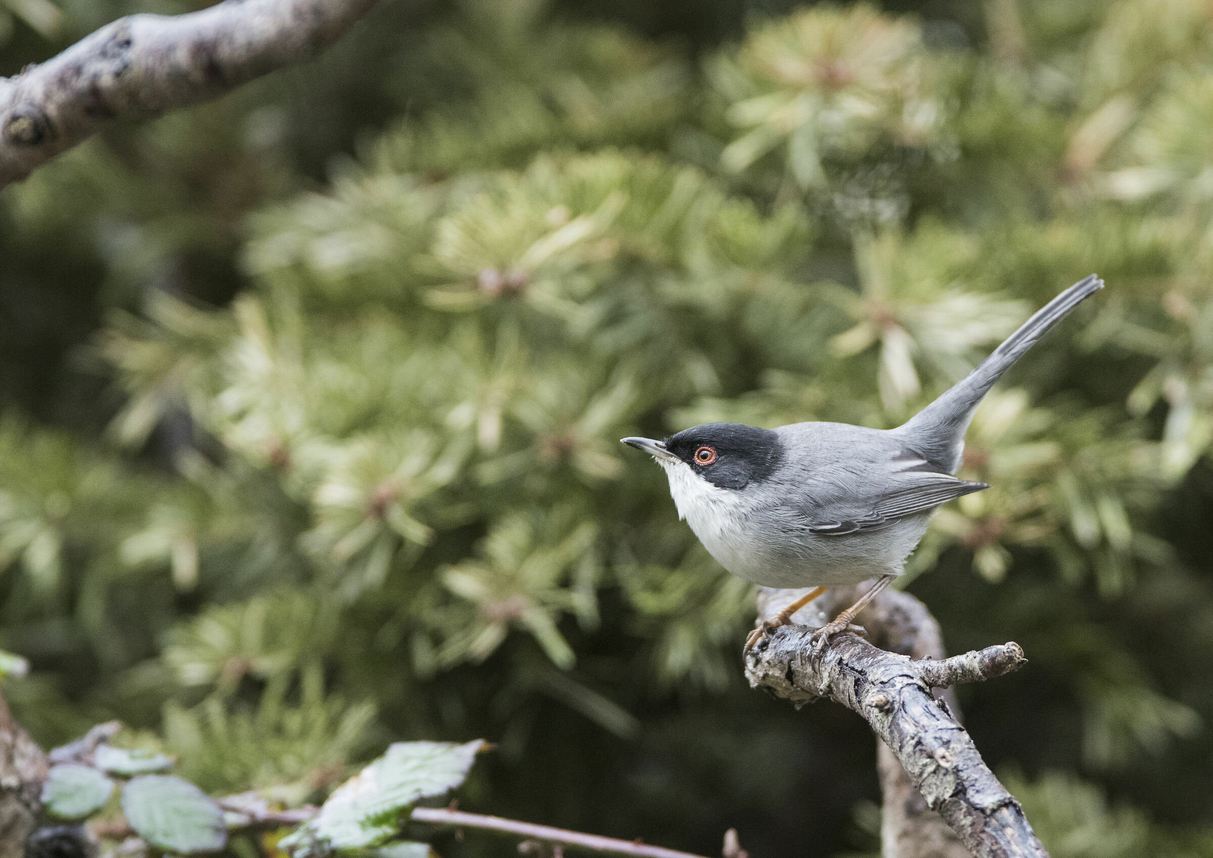Sardinian warbler