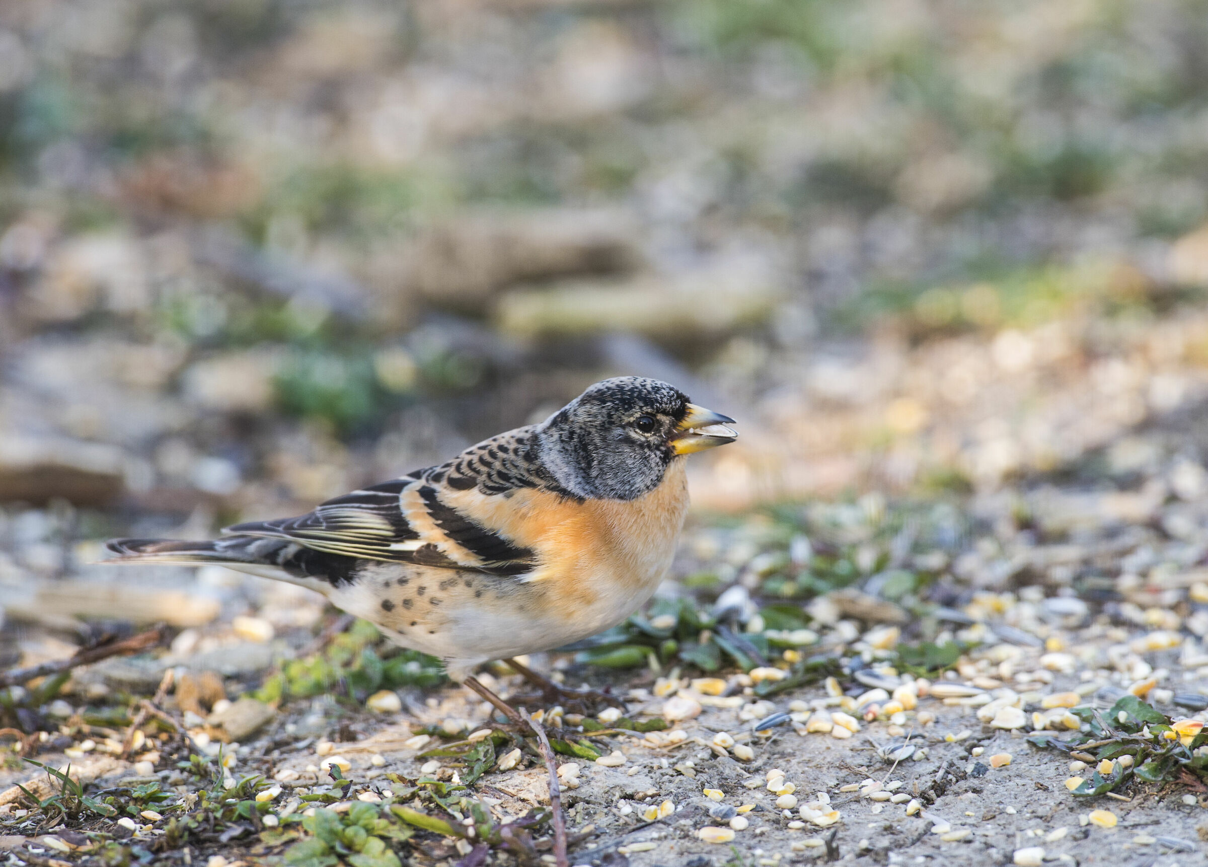 Brambling