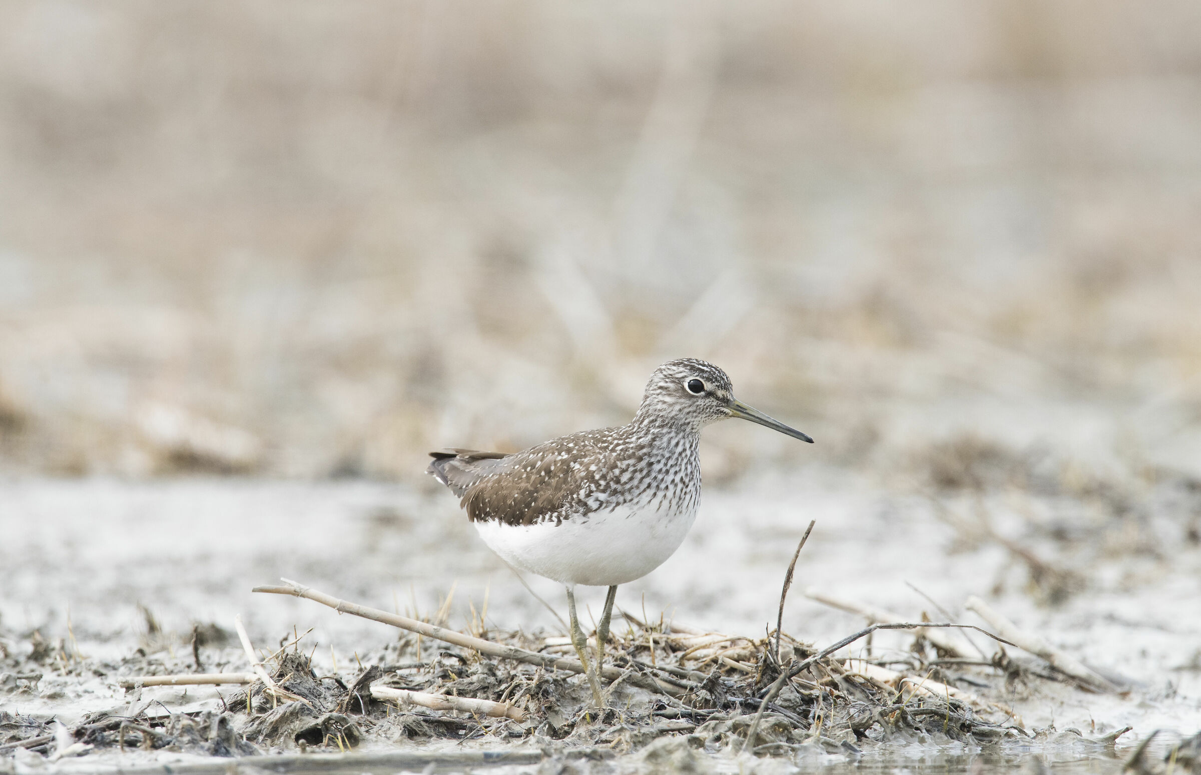 White-throated sandpiper