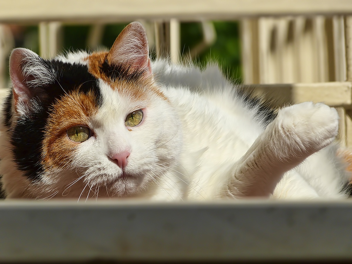 Lasciami dormire in pace!