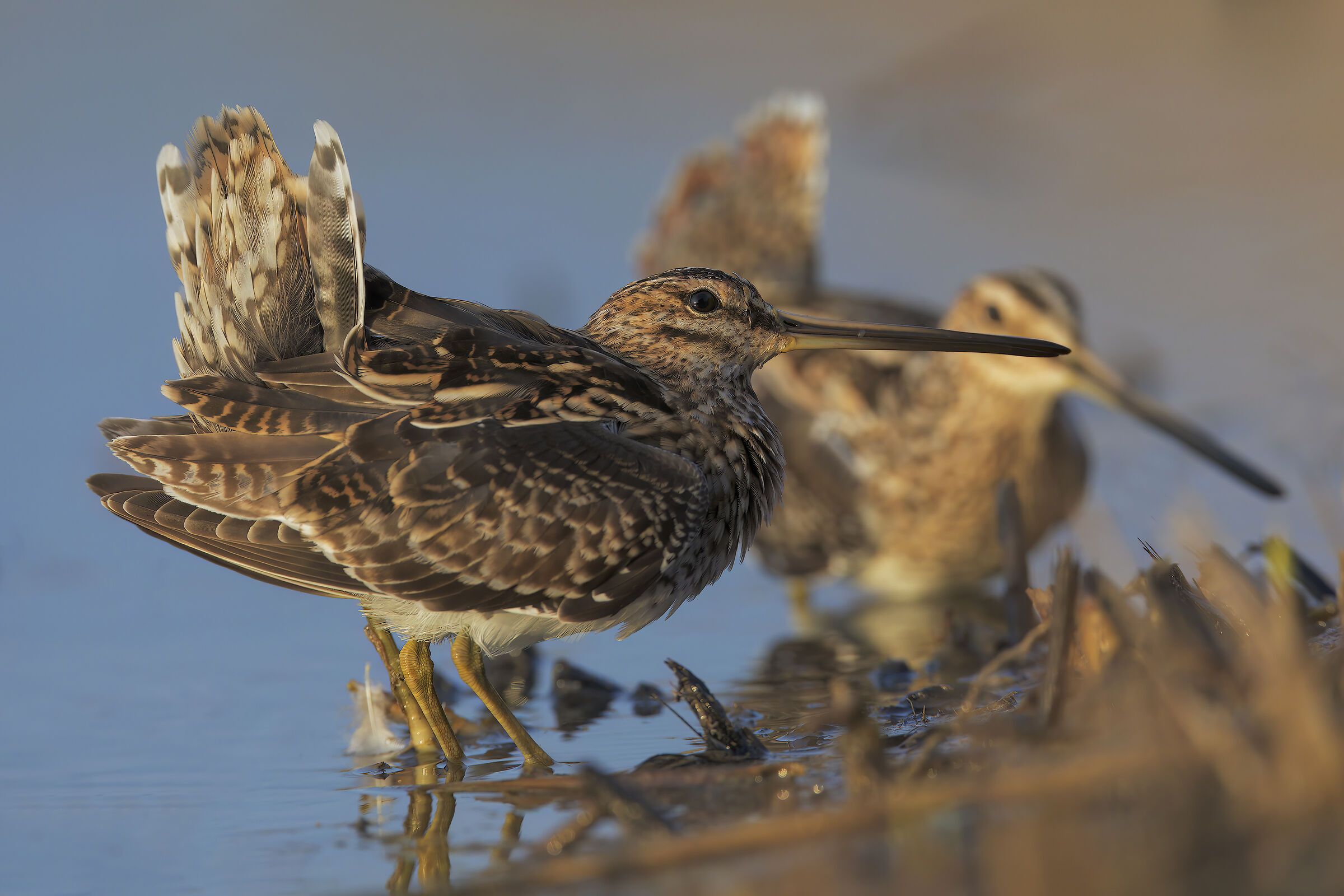 Beccaccini in disputa territoriale