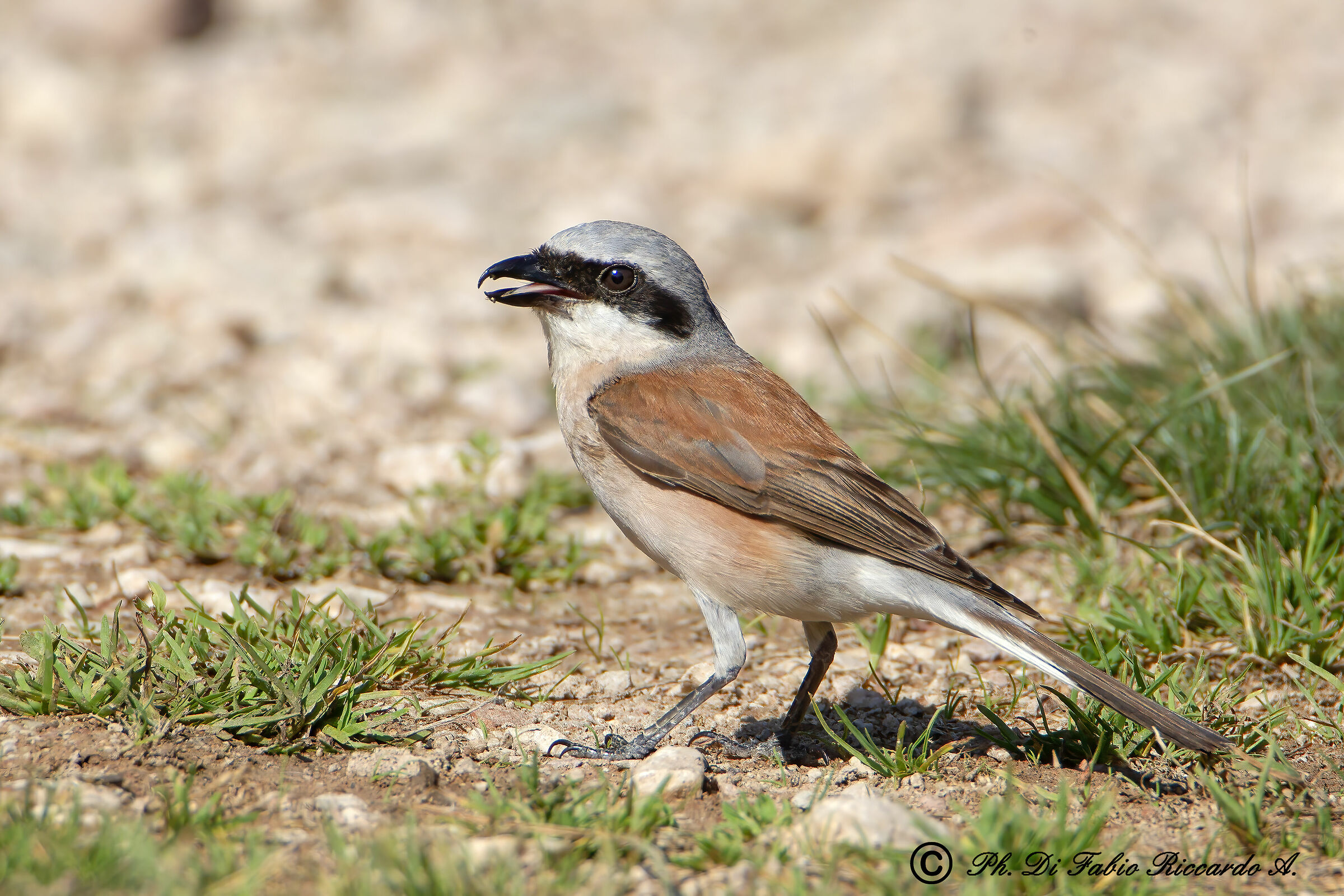 Male shrike