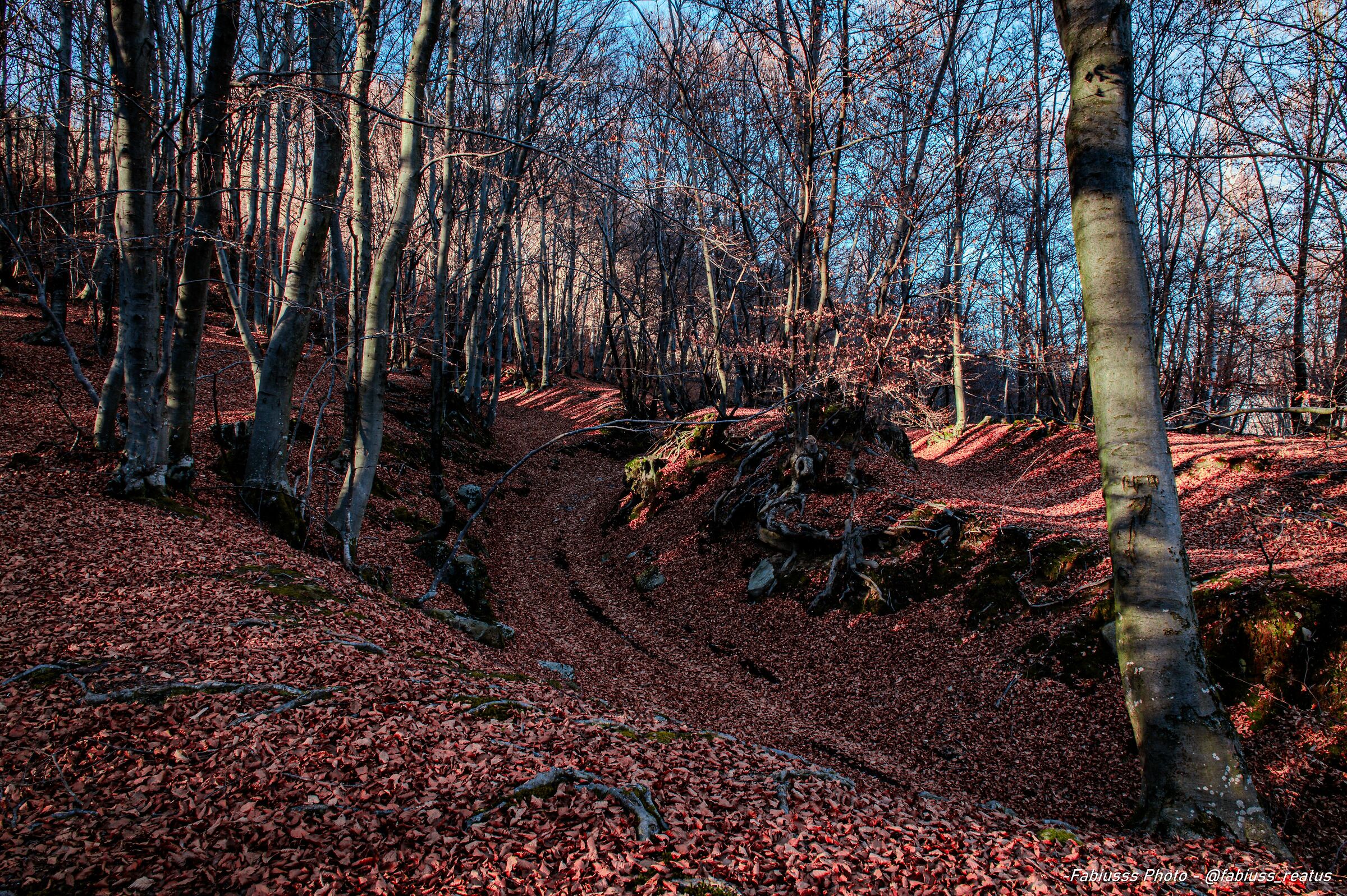 Red Carpet (Natural)