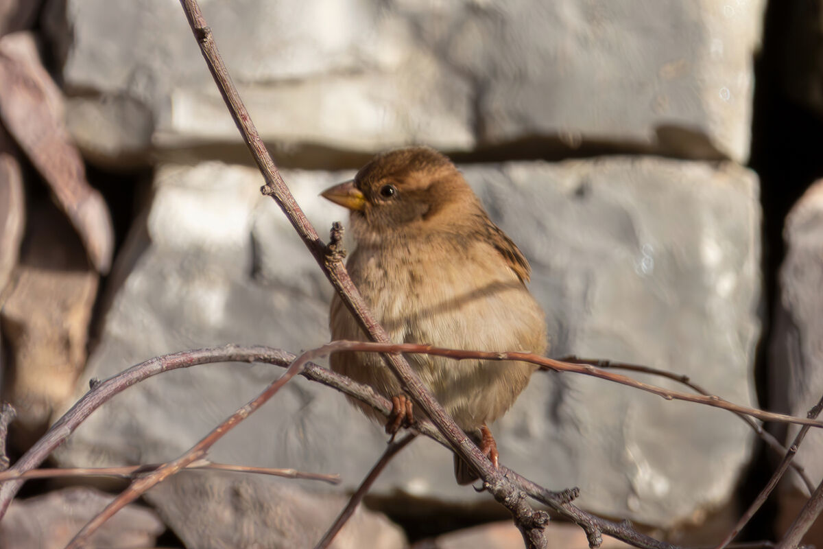 Young sparrow