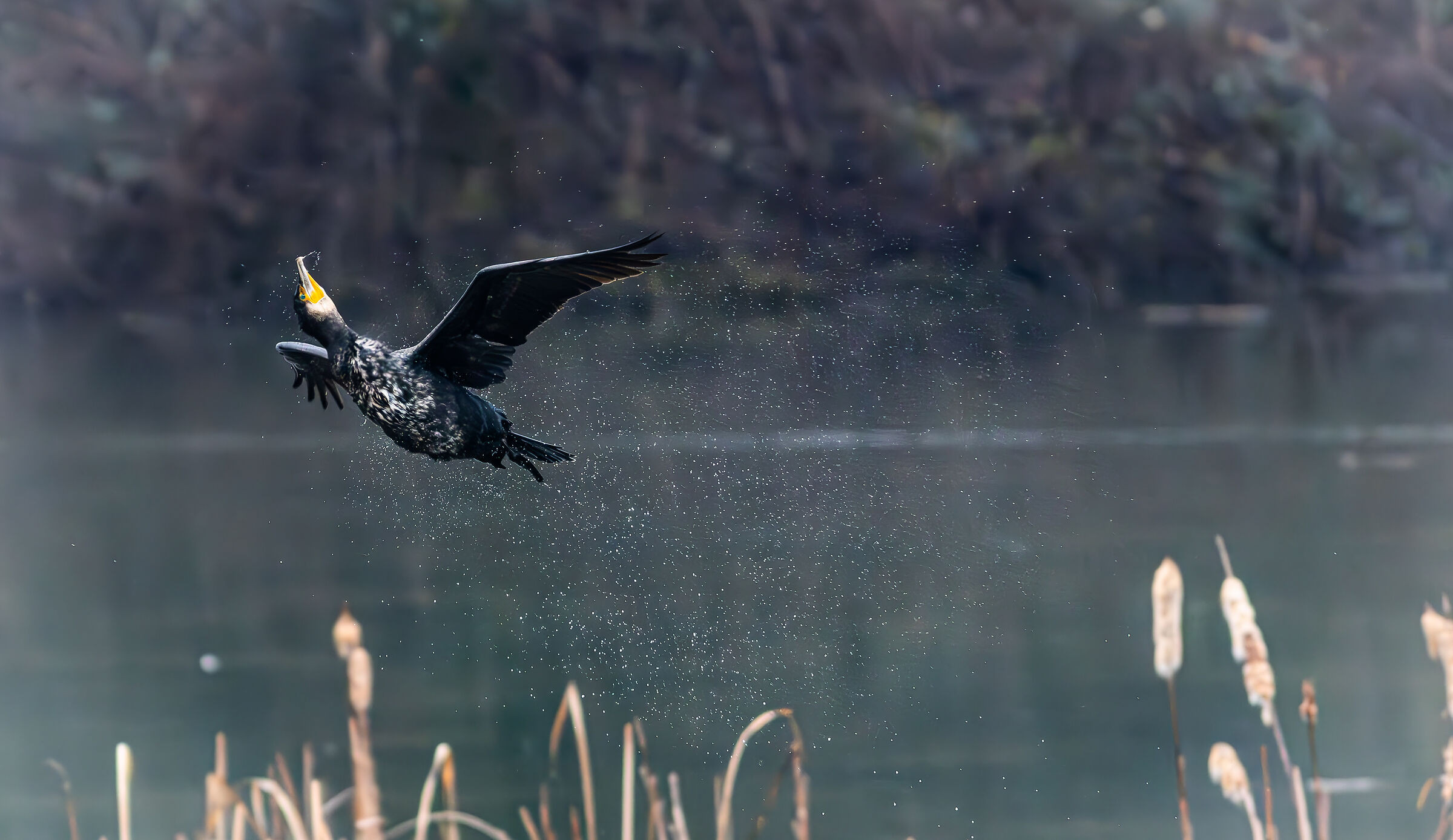 Common cormorant takes flight from the lake