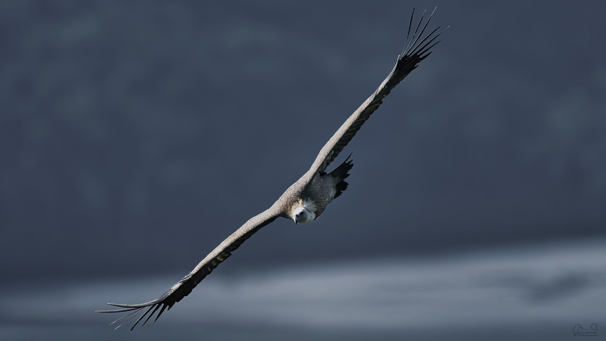 Grifone in Volo