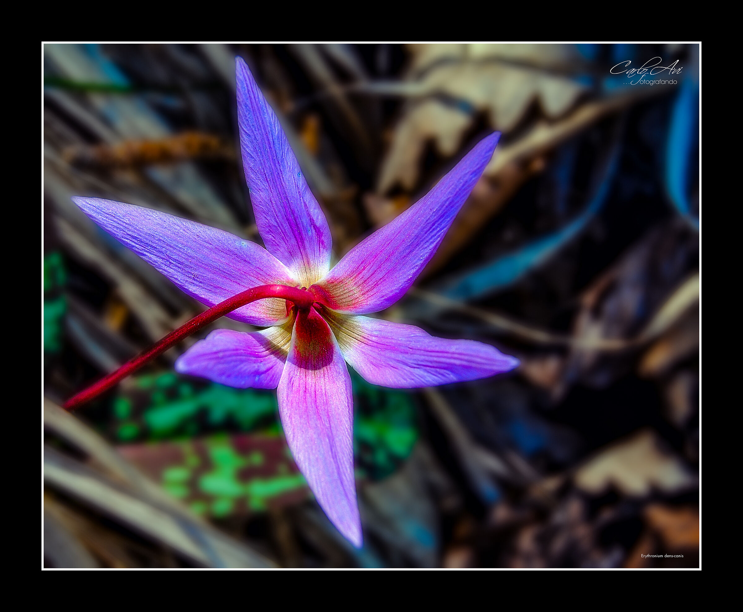 Erythronium dens-canis