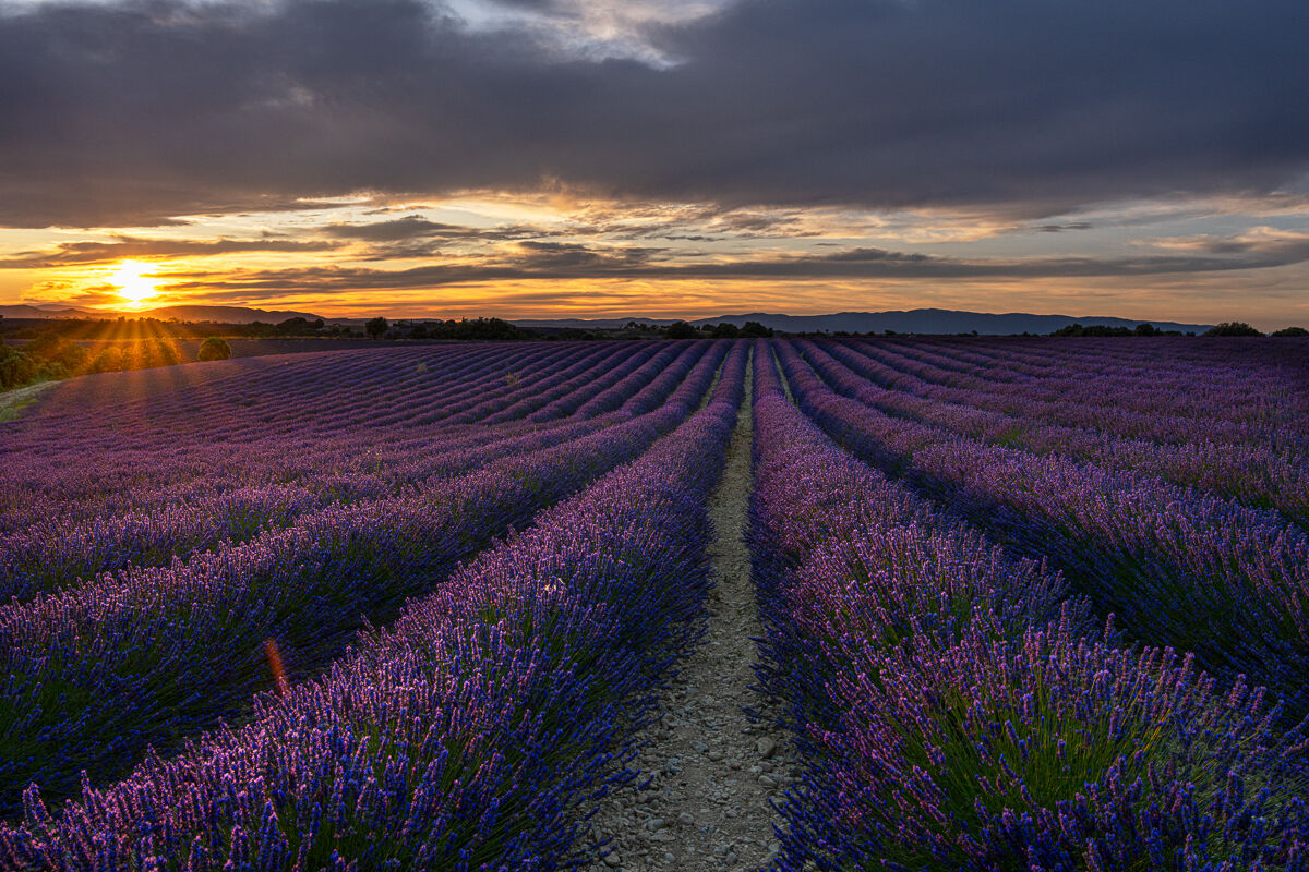 Sunset over the Lavender Fields
