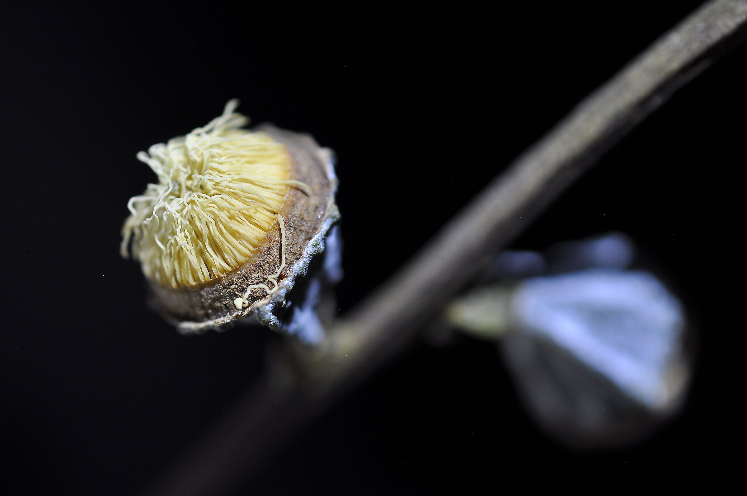 Bacche (1)