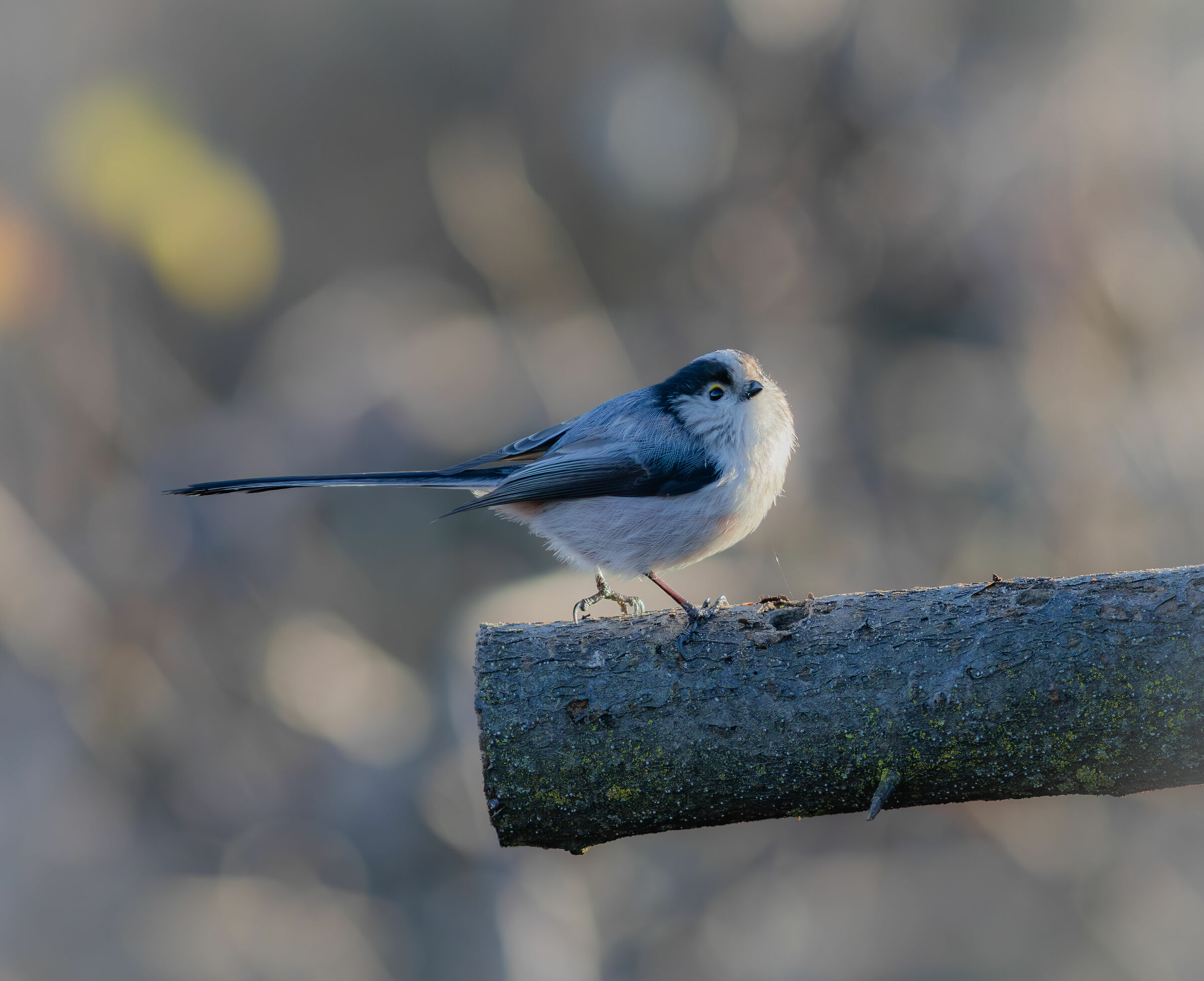 Poecile palustris
