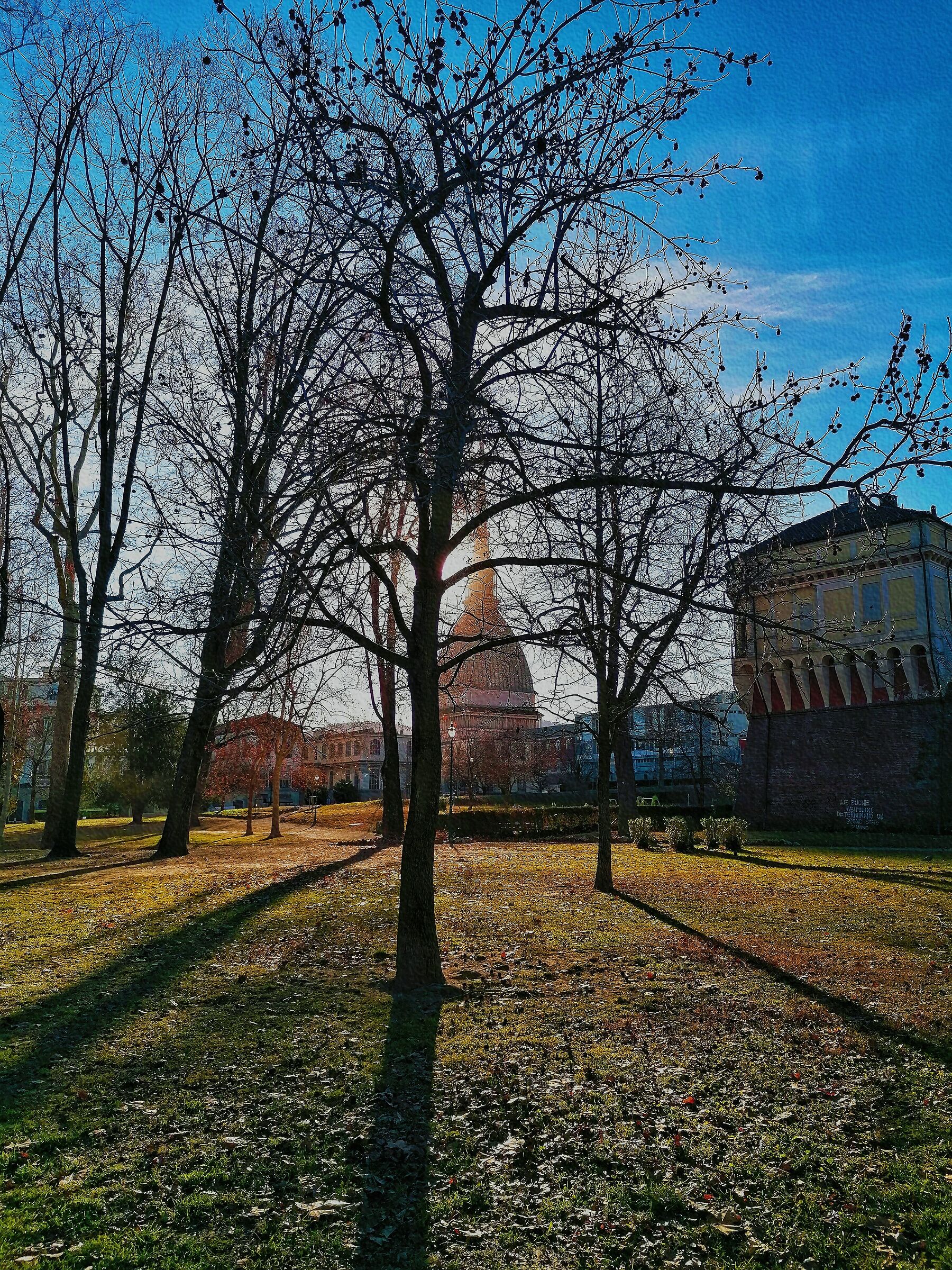 Mole in winter