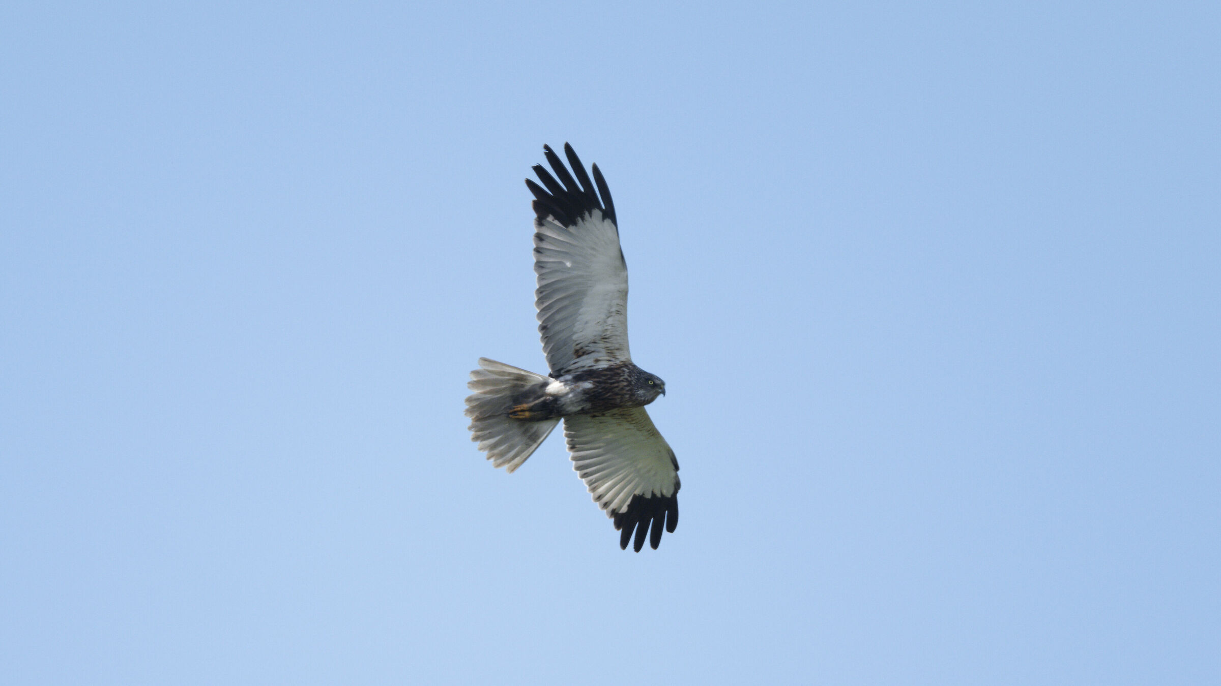 Marsh Harrier M