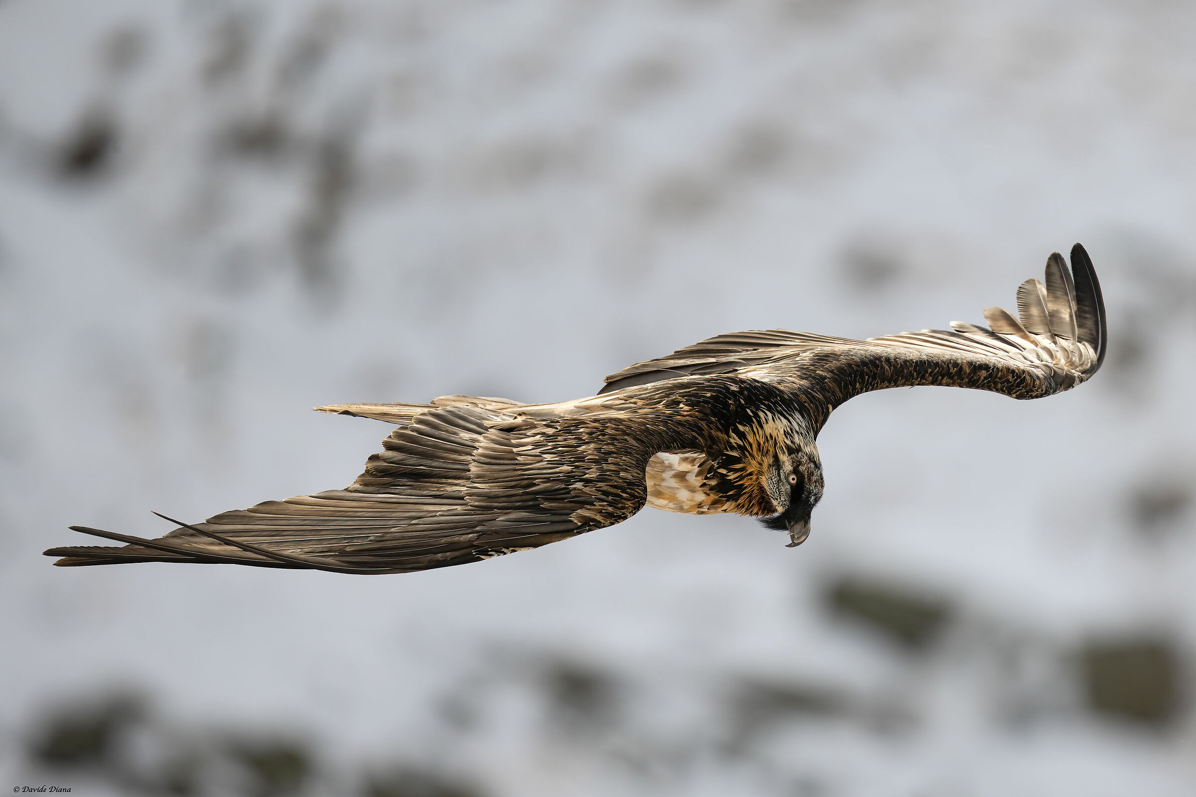 Gypaetus barbatus - Gran Paradiso National Park