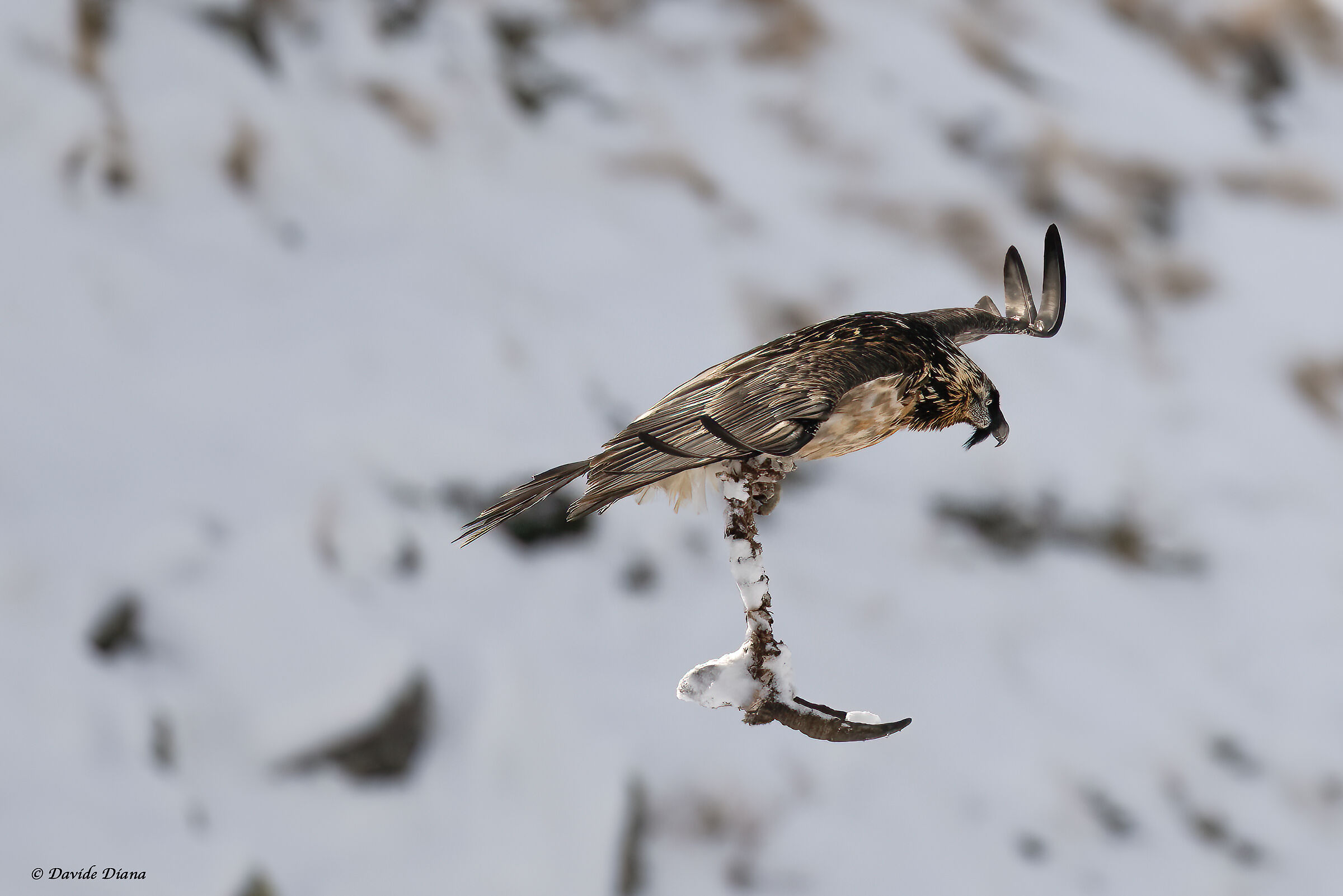 Gypaetus barbatus - Parco Nazionale del Gran Paradiso