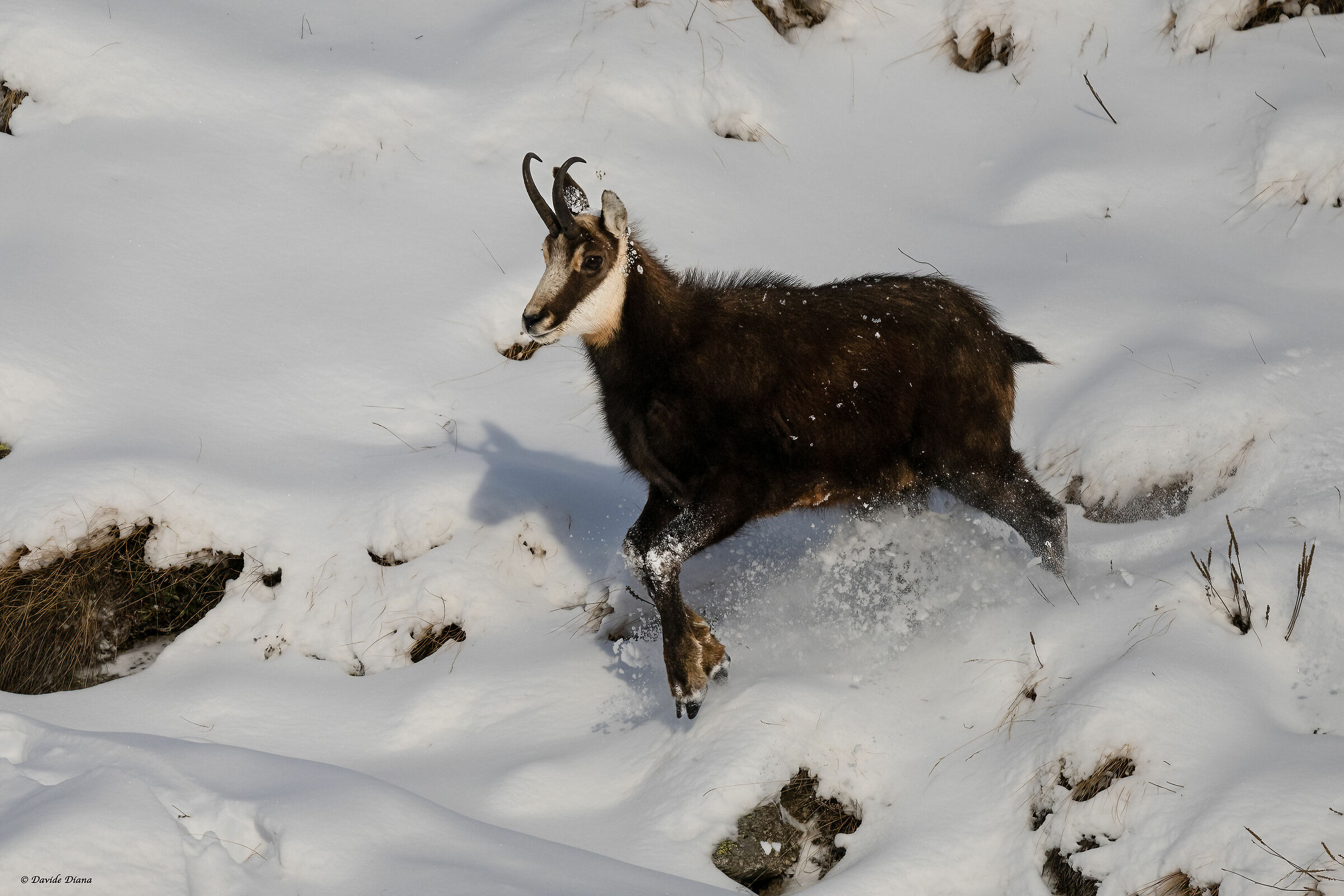 Chamois - Gran Paradiso National Park