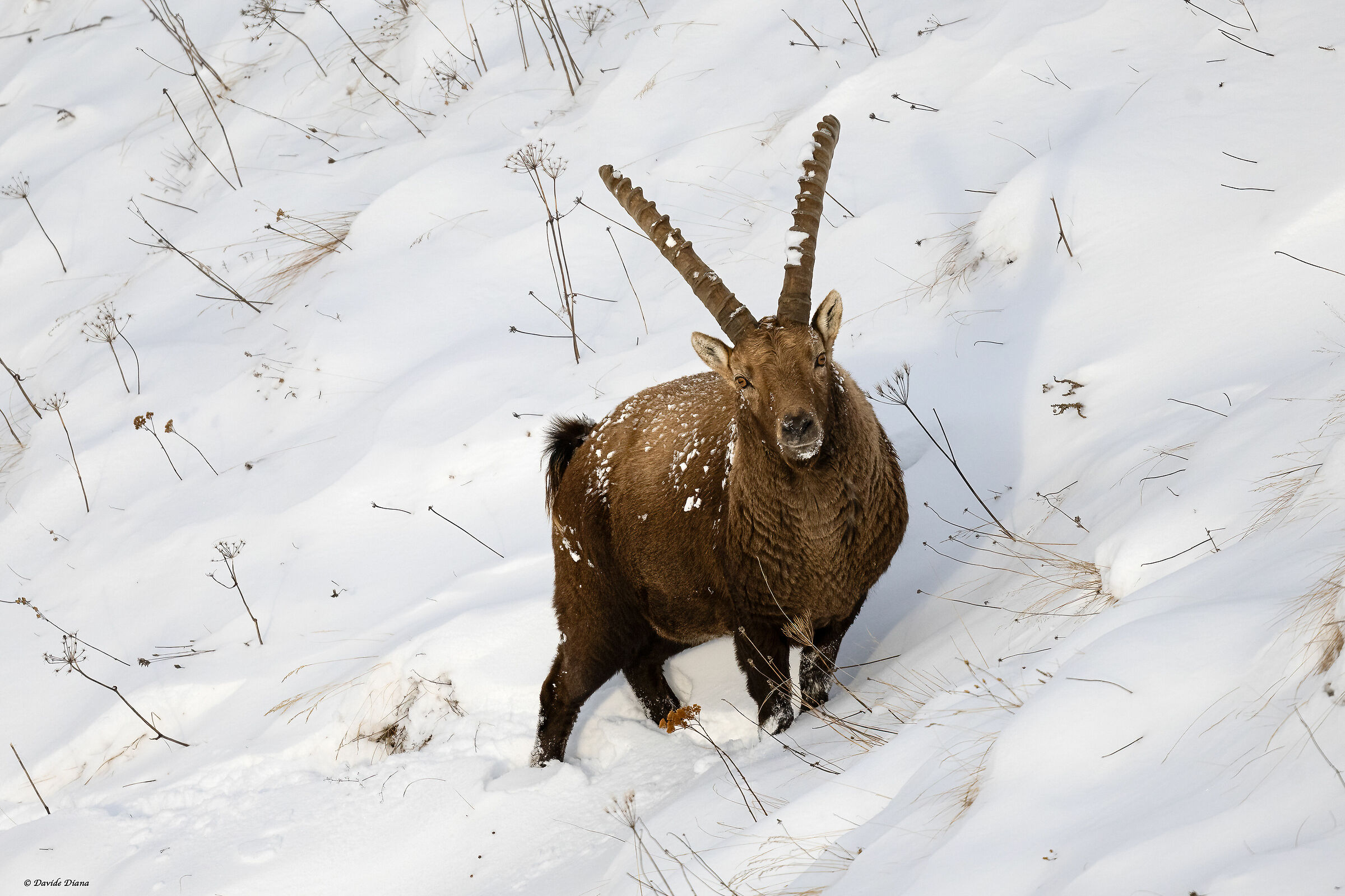Ibex - Gran Paradiso National Park