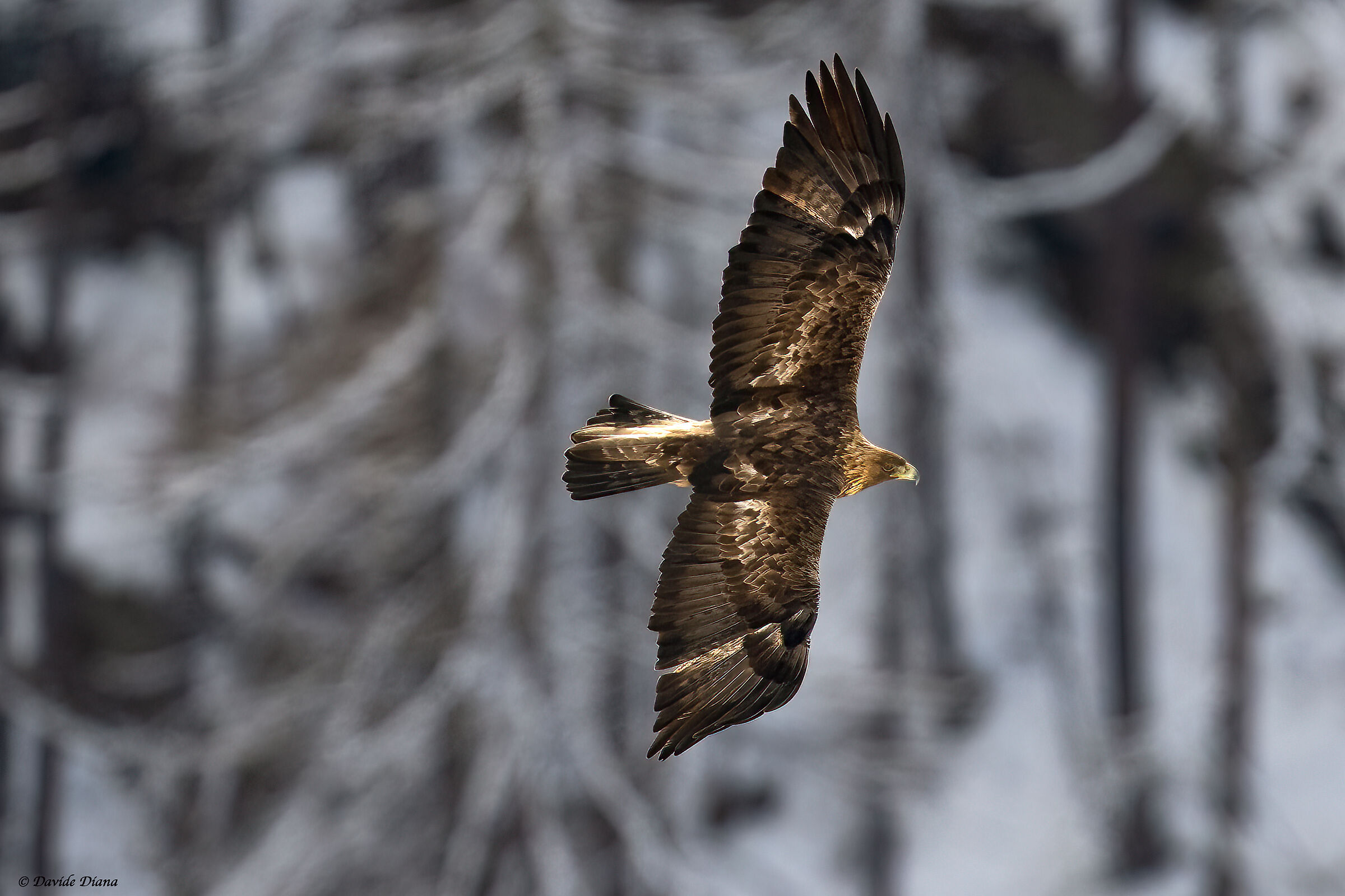 Golden Eagle - Gran Paradiso National Park