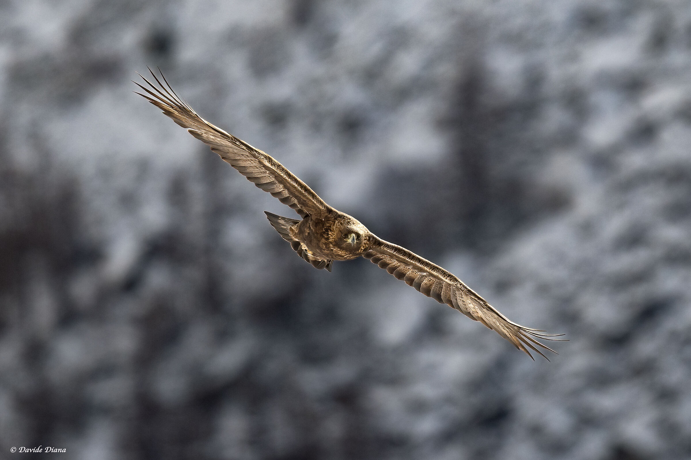 Golden Eagle - Gran Paradiso National Park