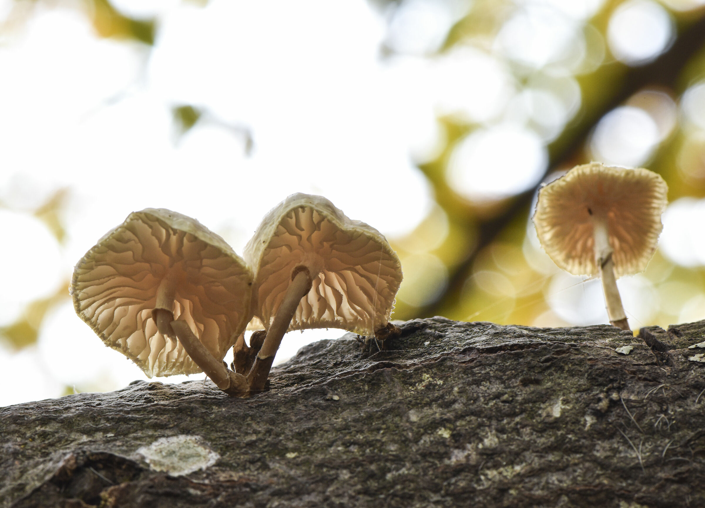 Mushrooms in Canfaito
