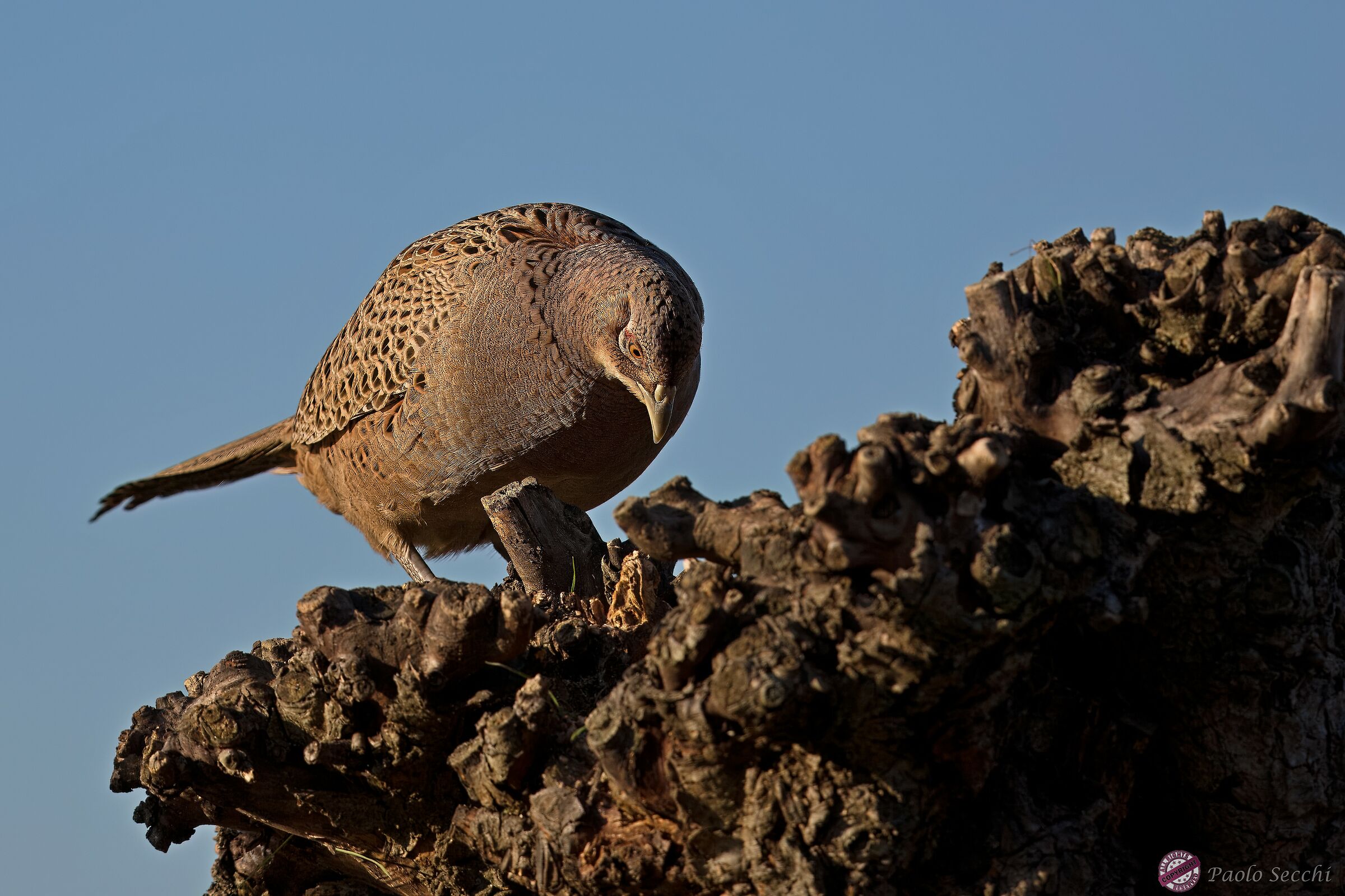 Il ritorno della fagiana ...scalatrice!